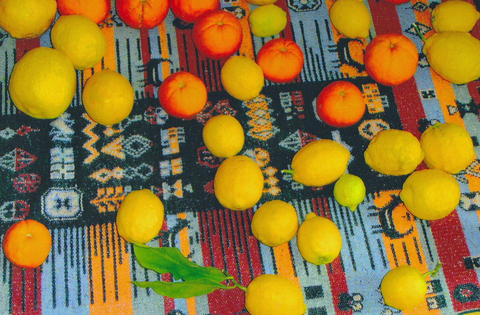 Orangenbaum