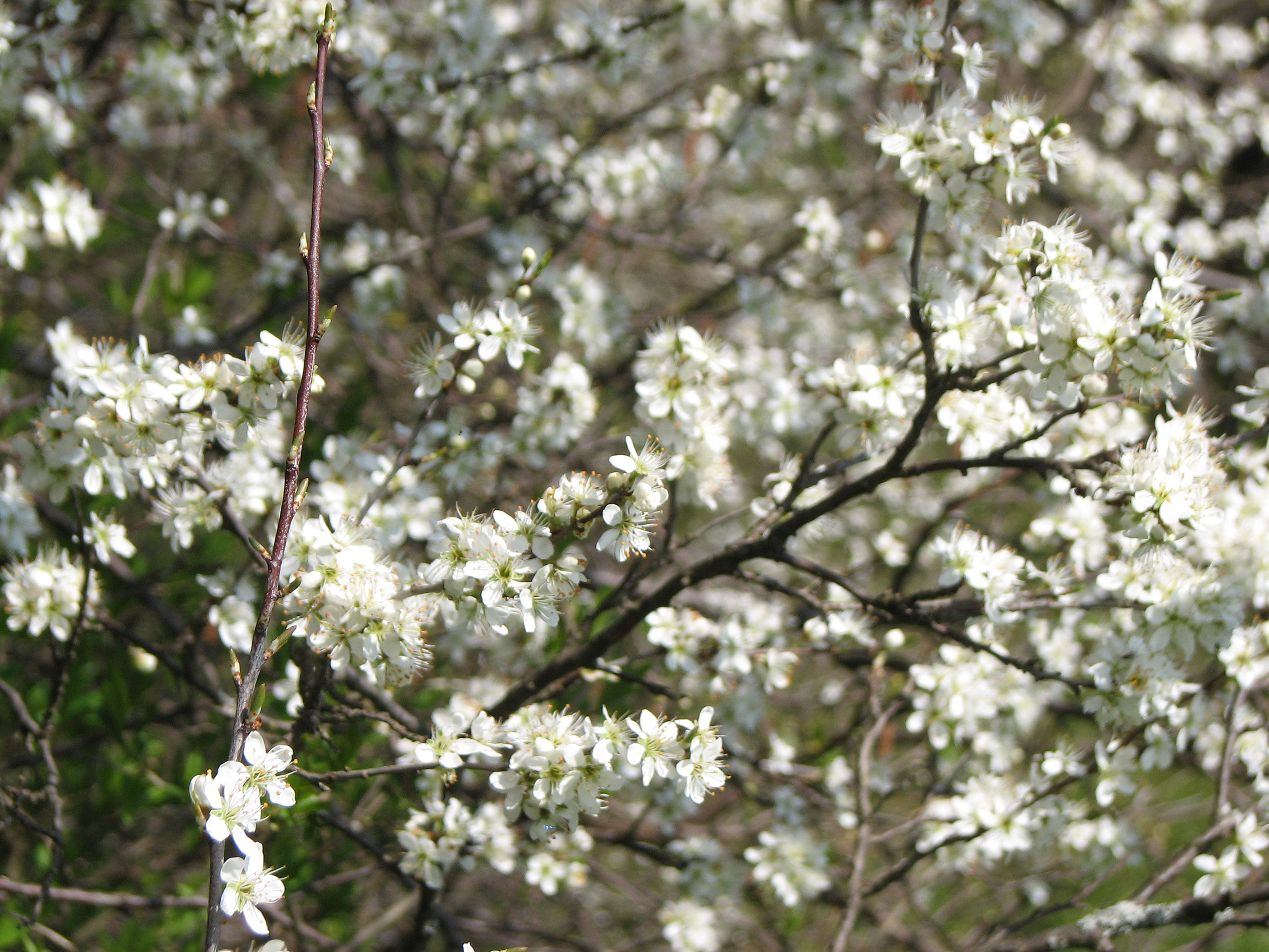 Schlehdorn