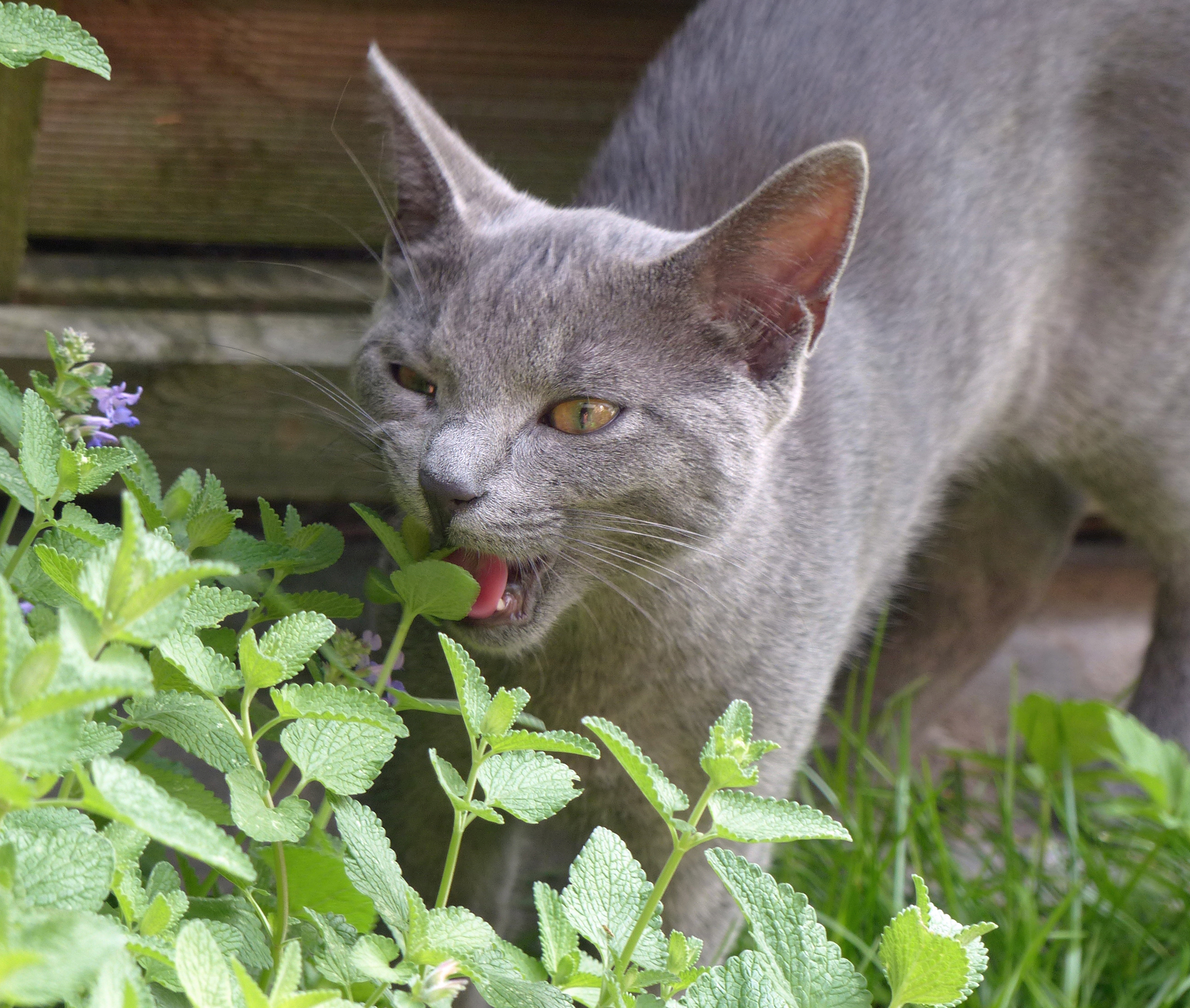 Garten-Katzenminze