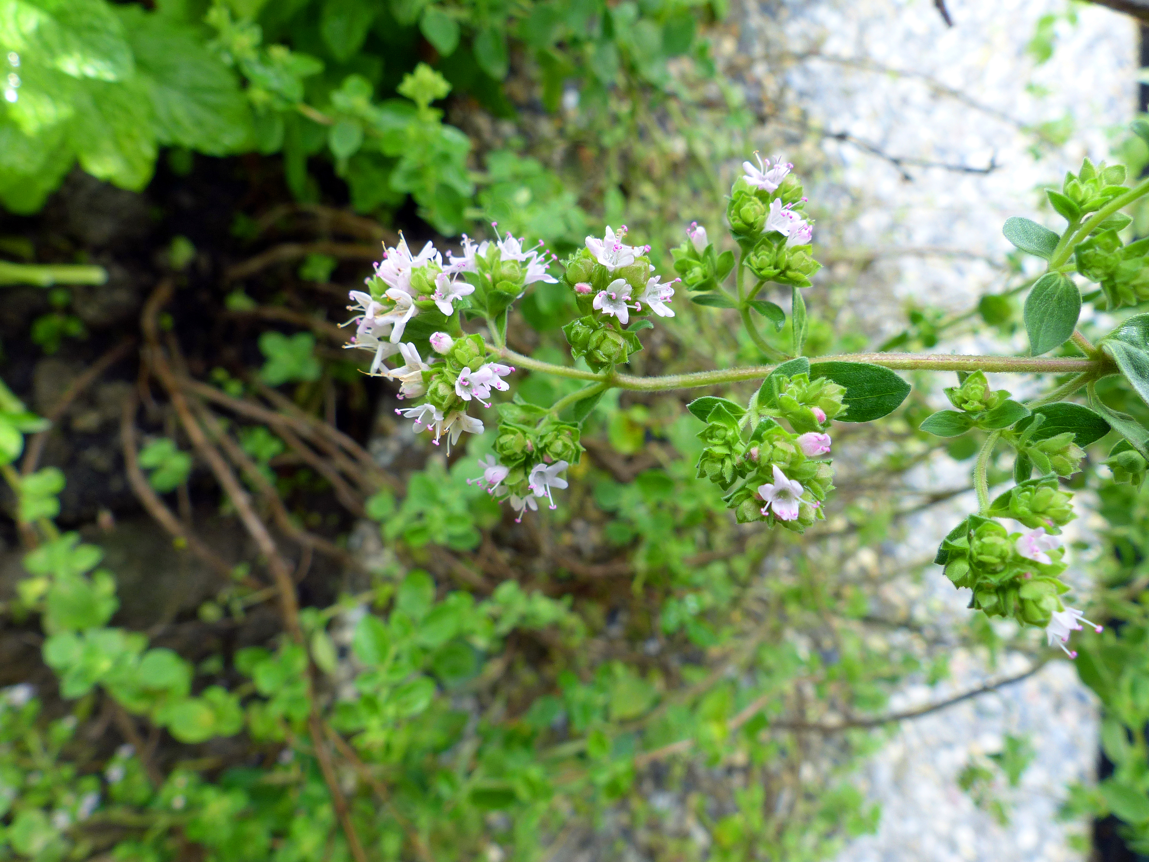Griechischer Oregano