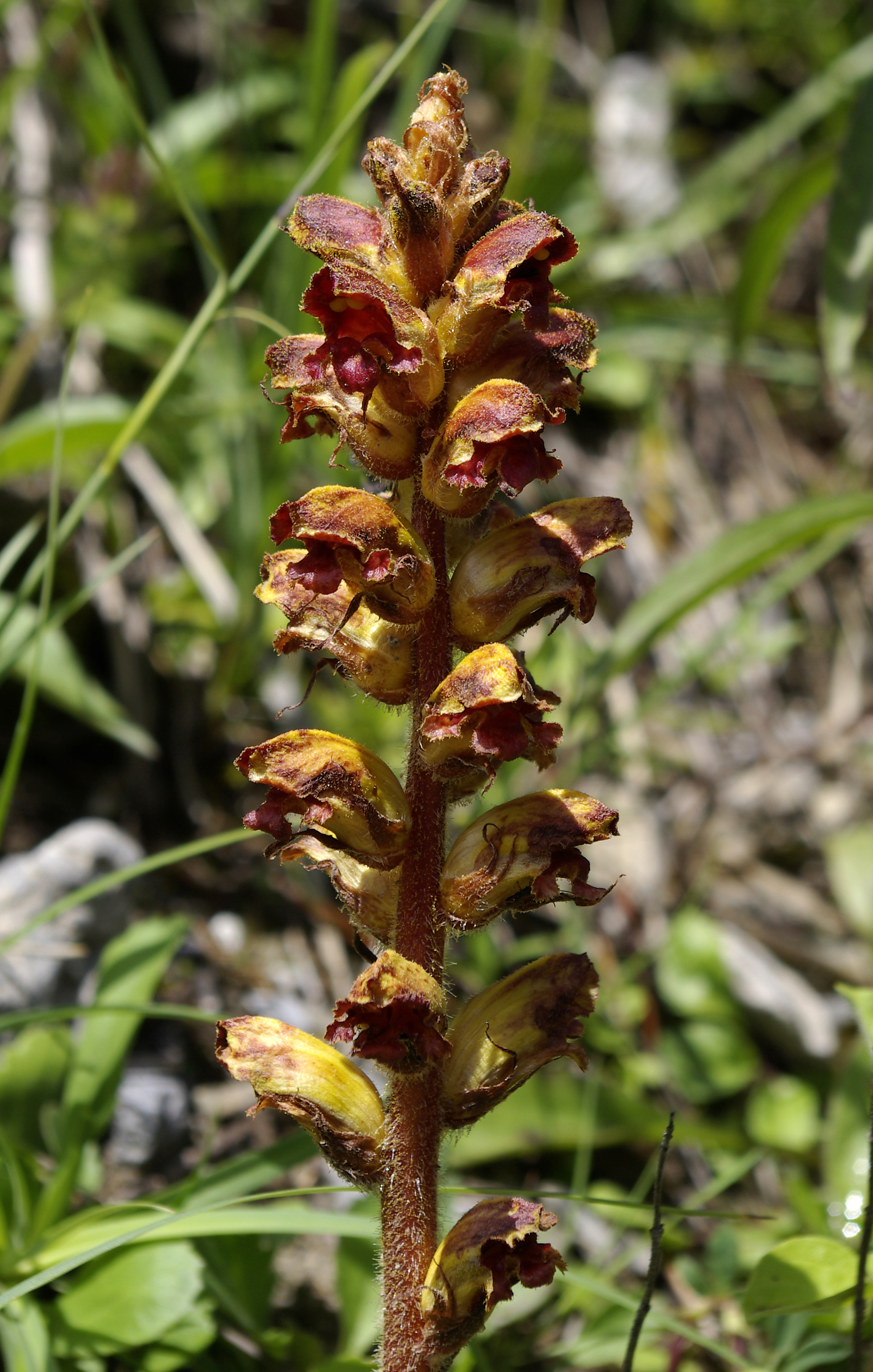 Blutrote Sommerwurz