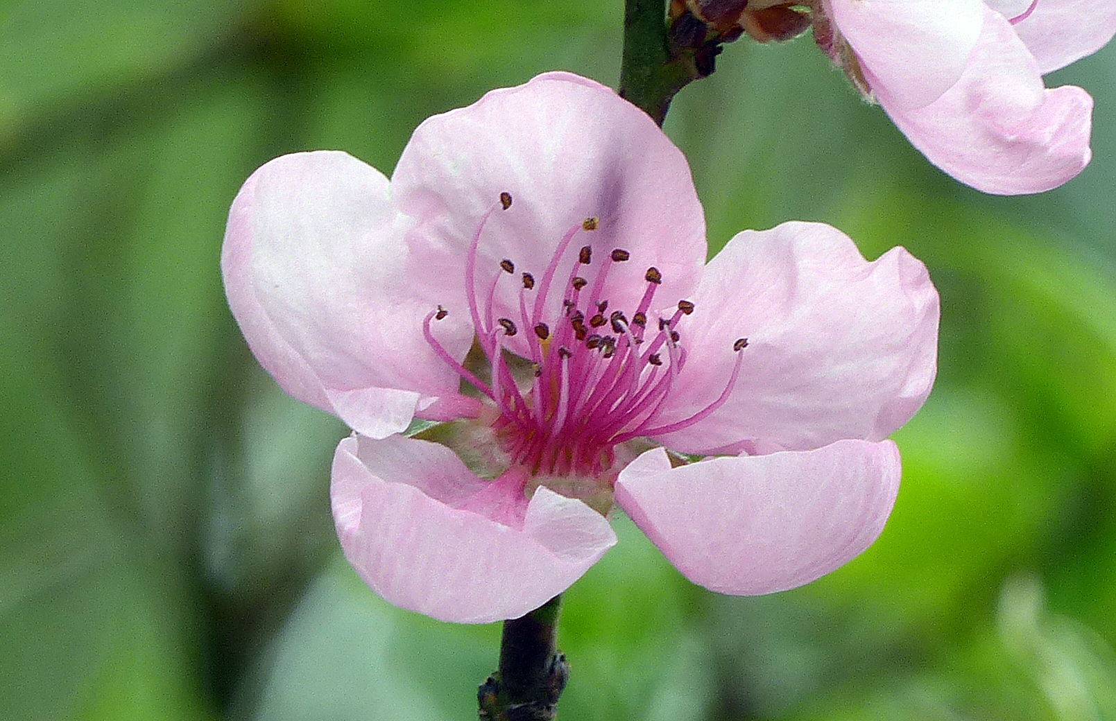 Pfirsich und Nektarine