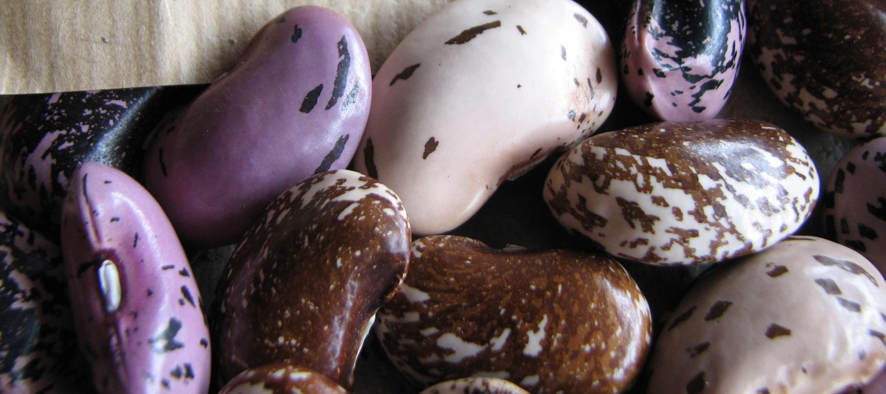 Ödenburger Bohnentorte