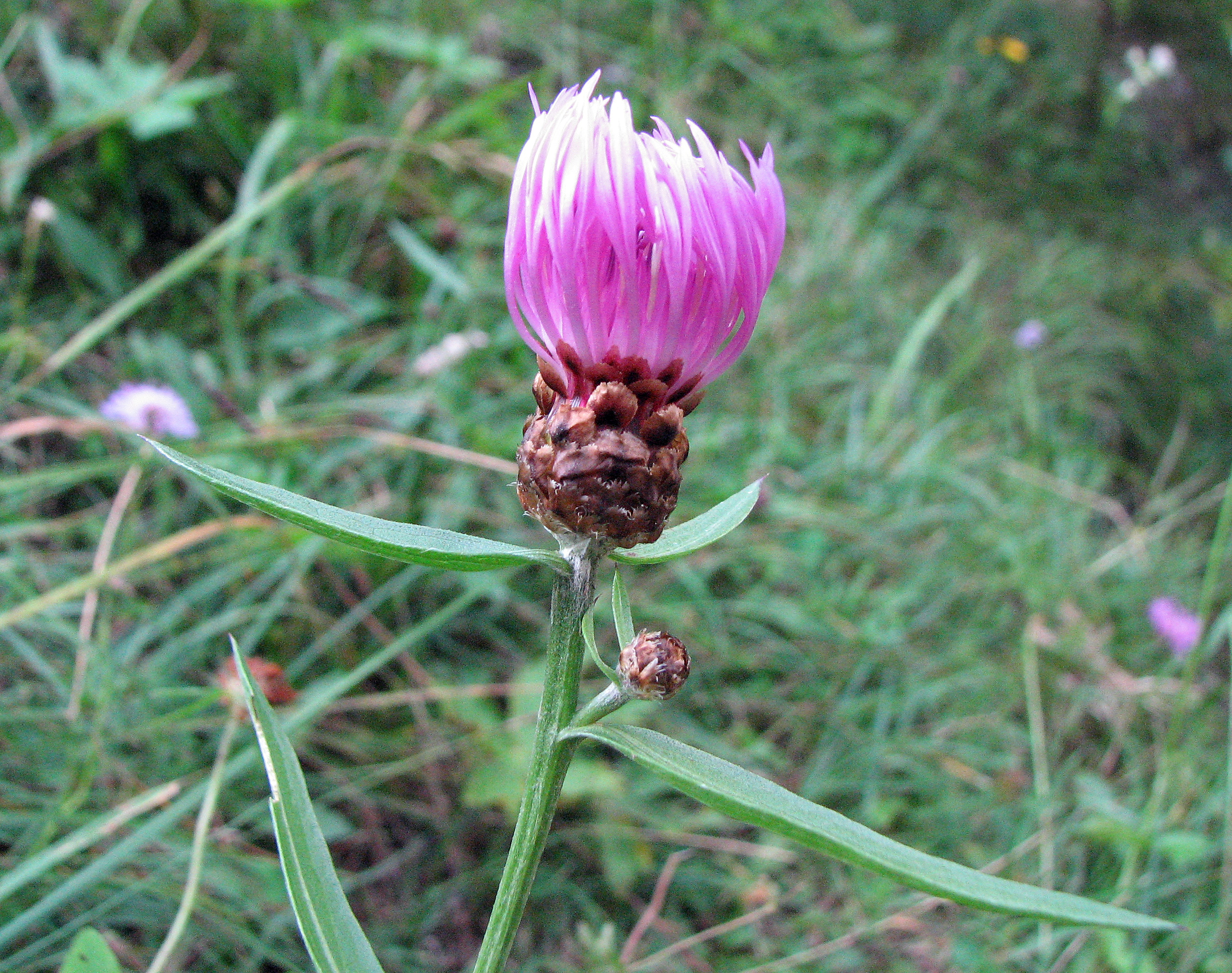 Wiesen-Flockenblume