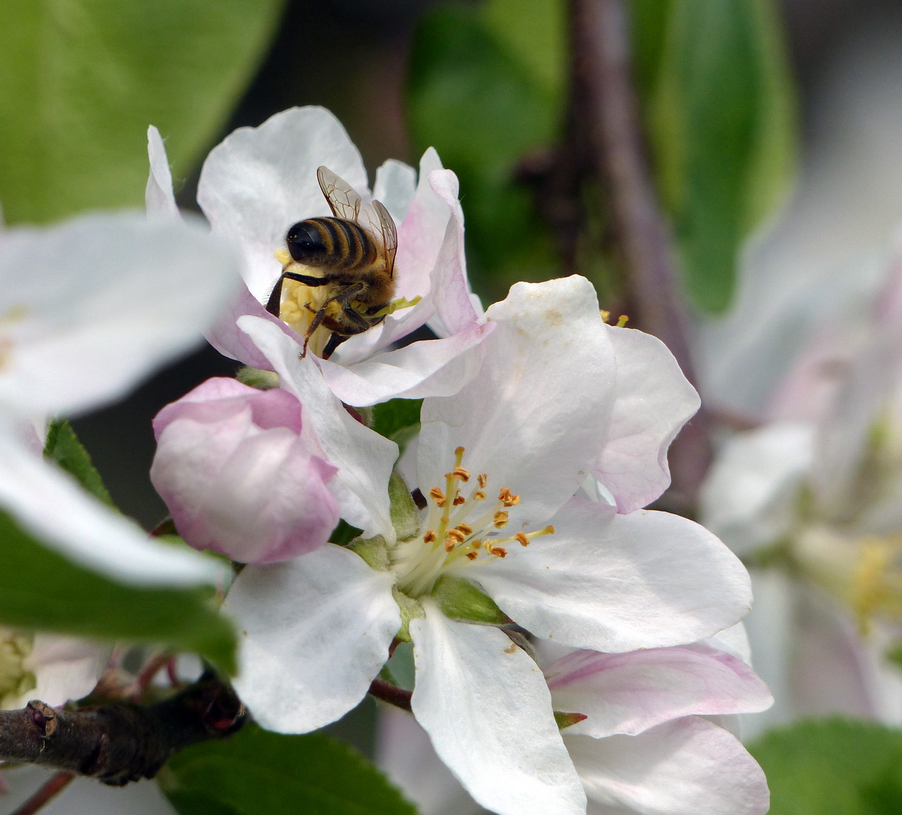 Apfel