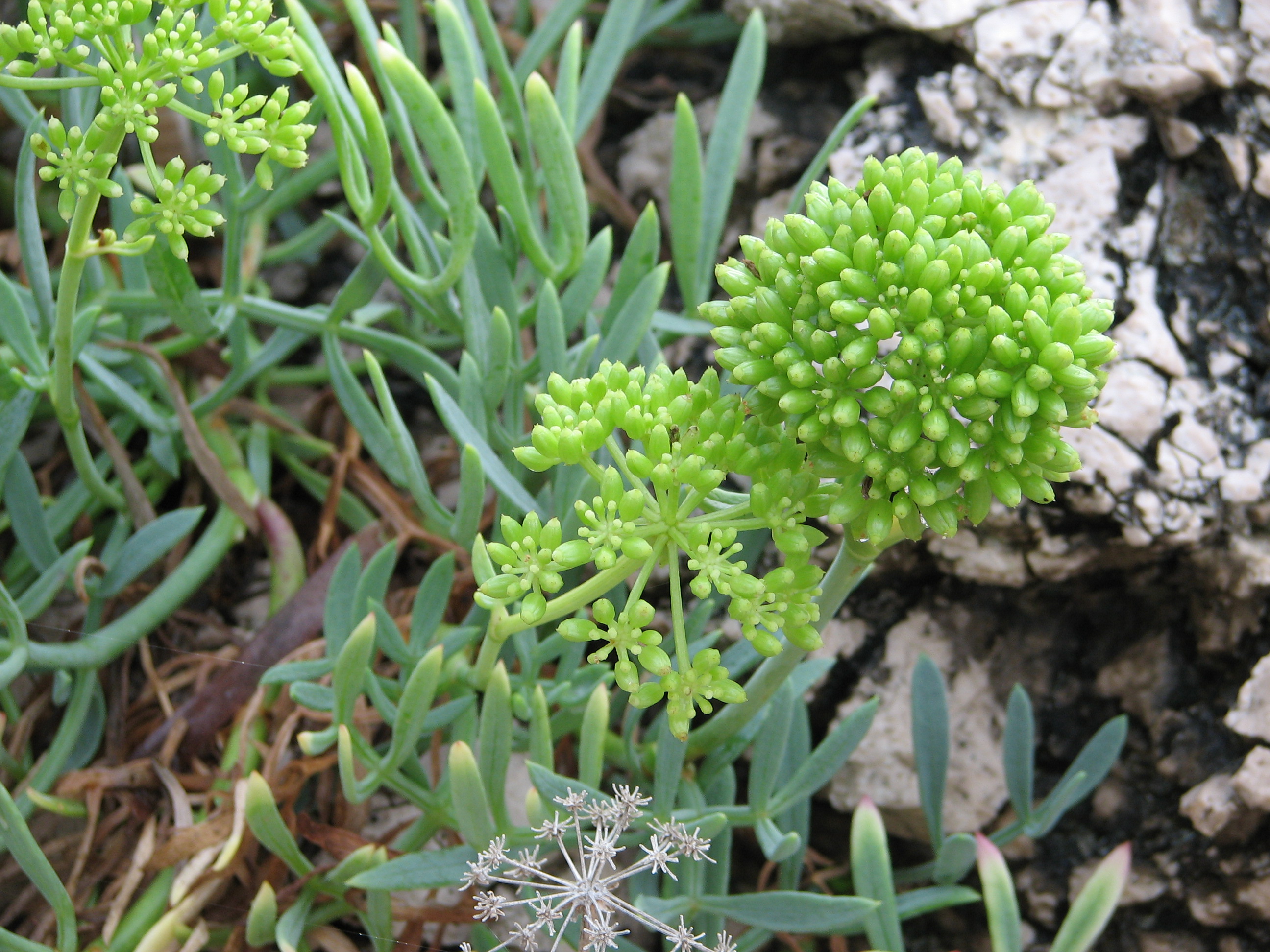 Meerfenchel