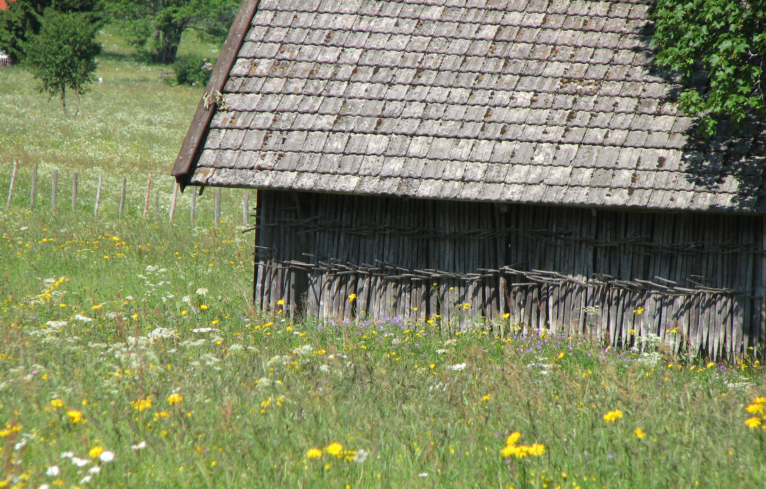 Wiesenkerbel