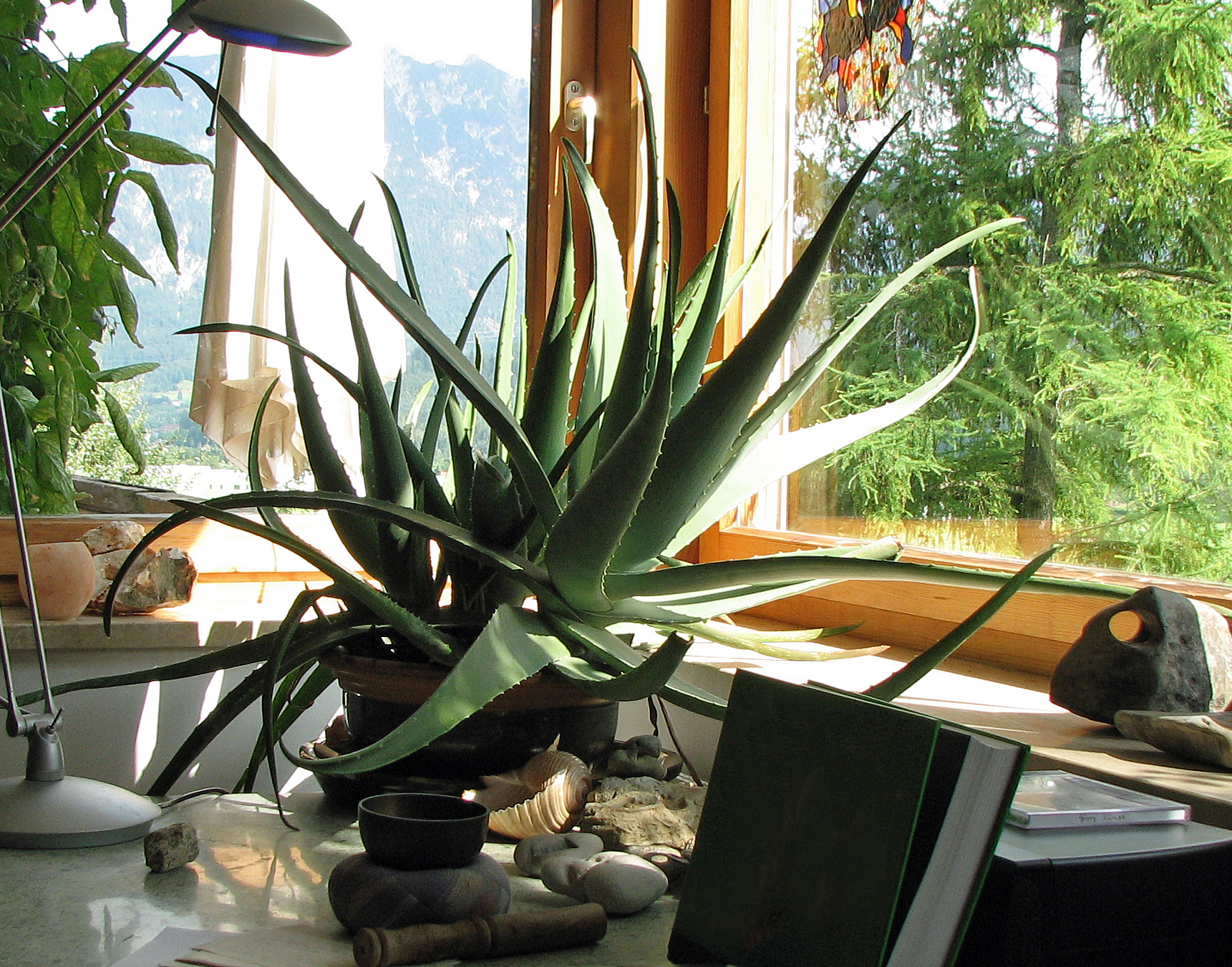 Aloe vera