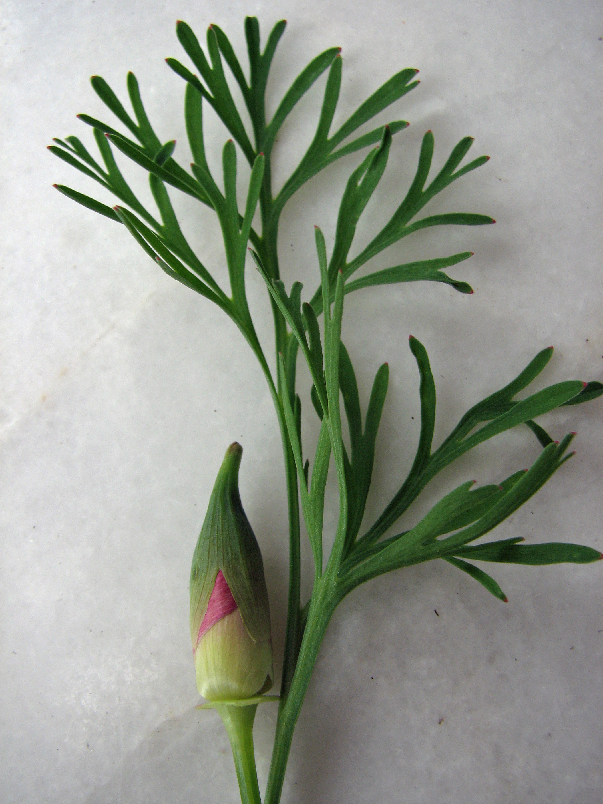 Goldmohn