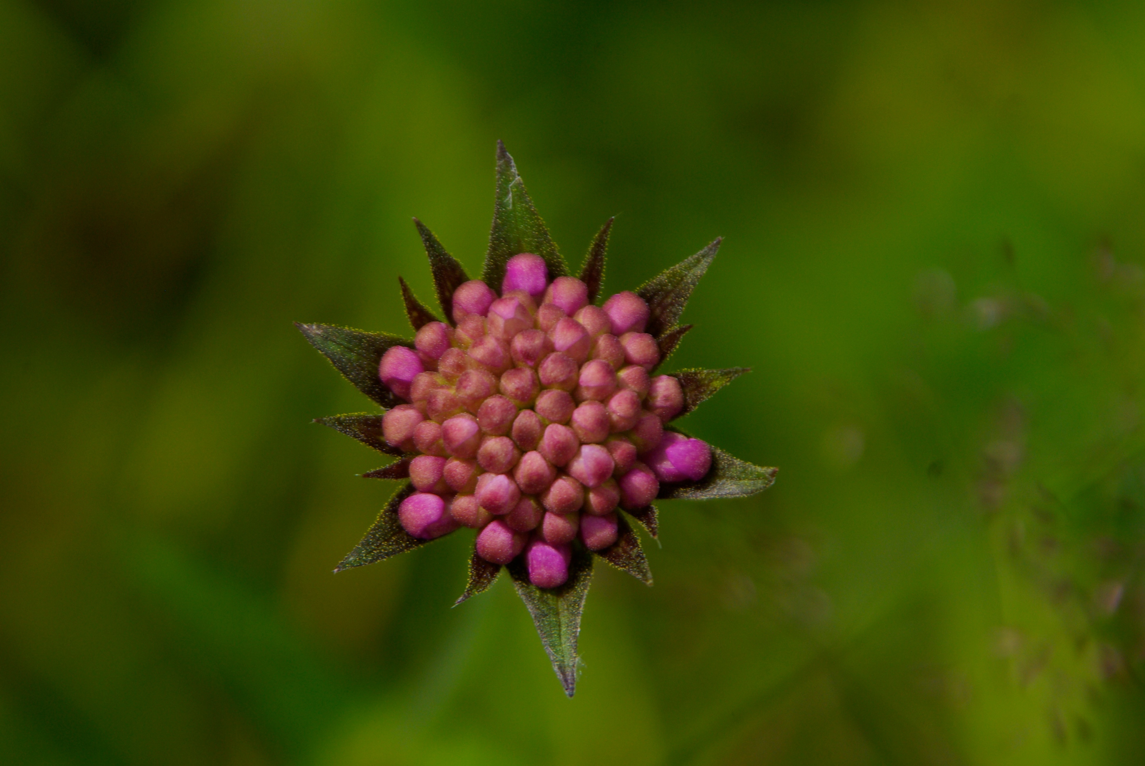 Wiesenwitwenblume