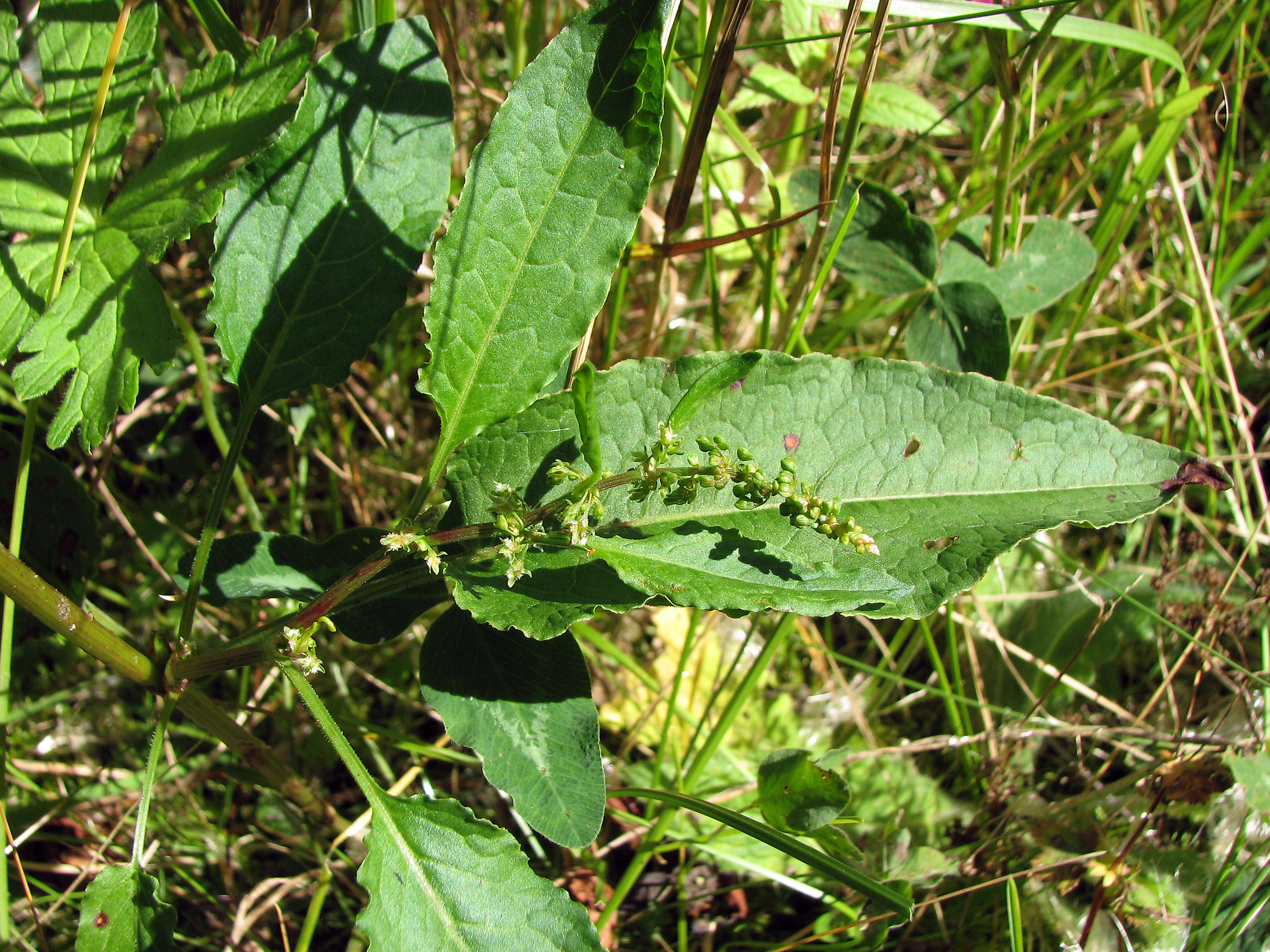 Stumpfblättriger Ampfer