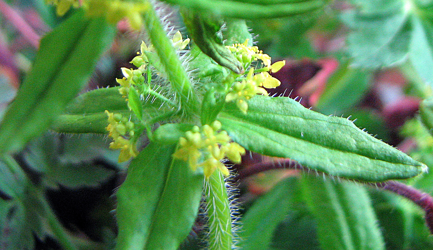 Gewimpertes Kreuzlabkraut