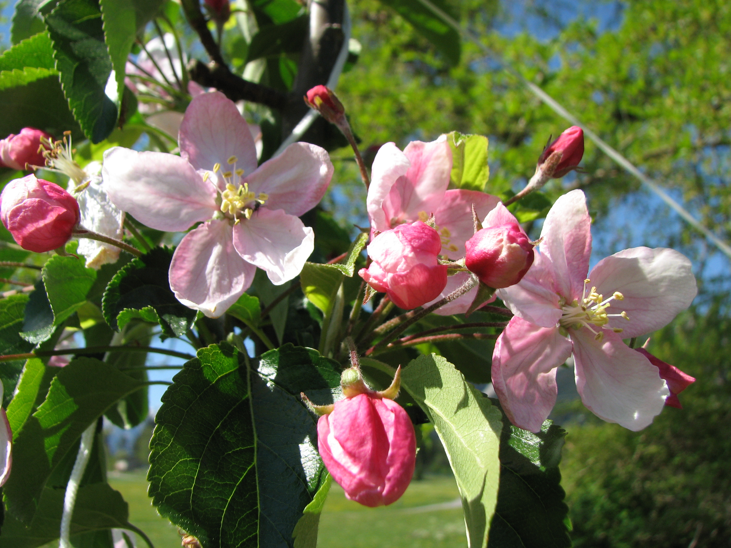 Apfel