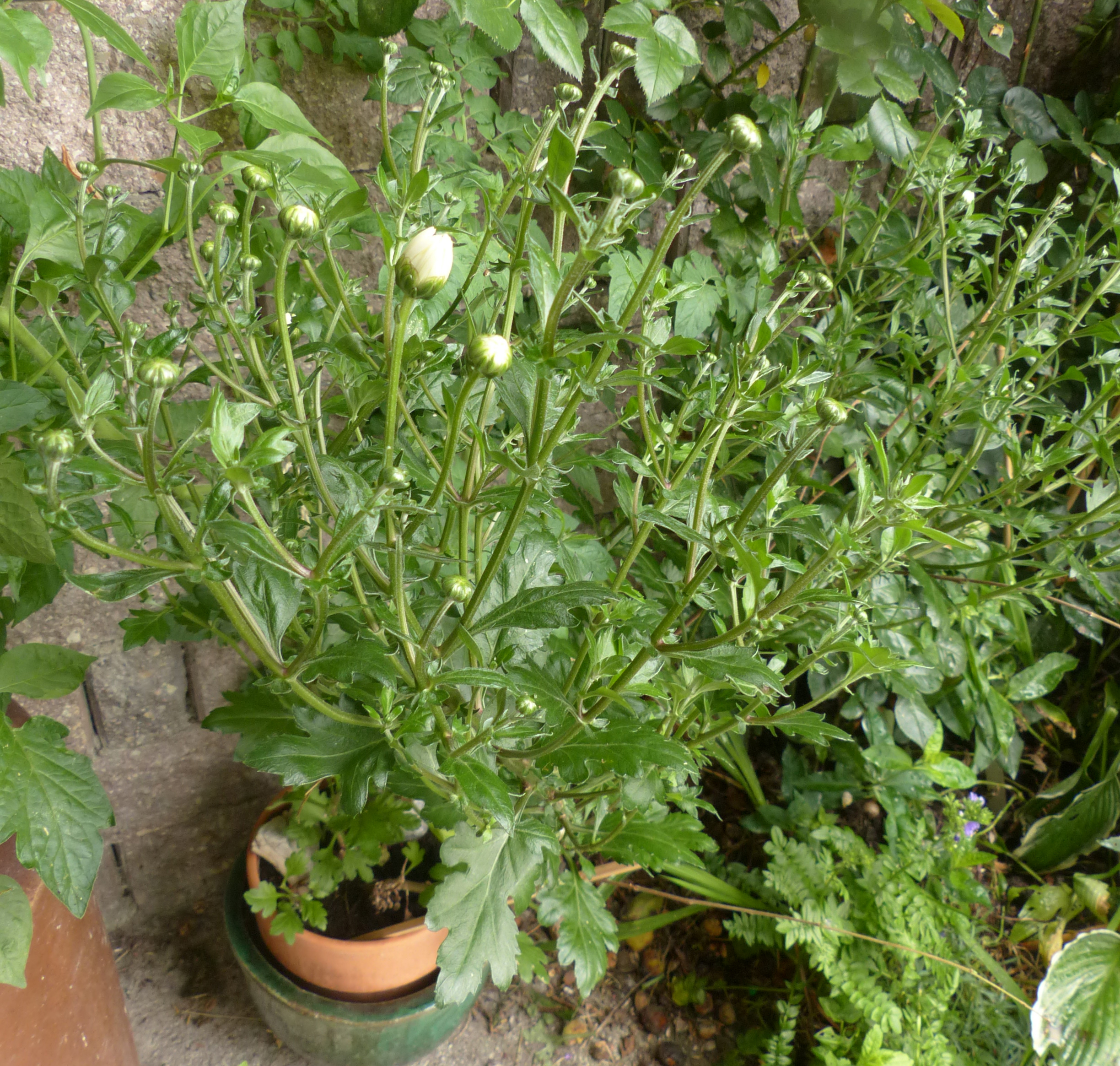 Chinesische Teechrysantheme