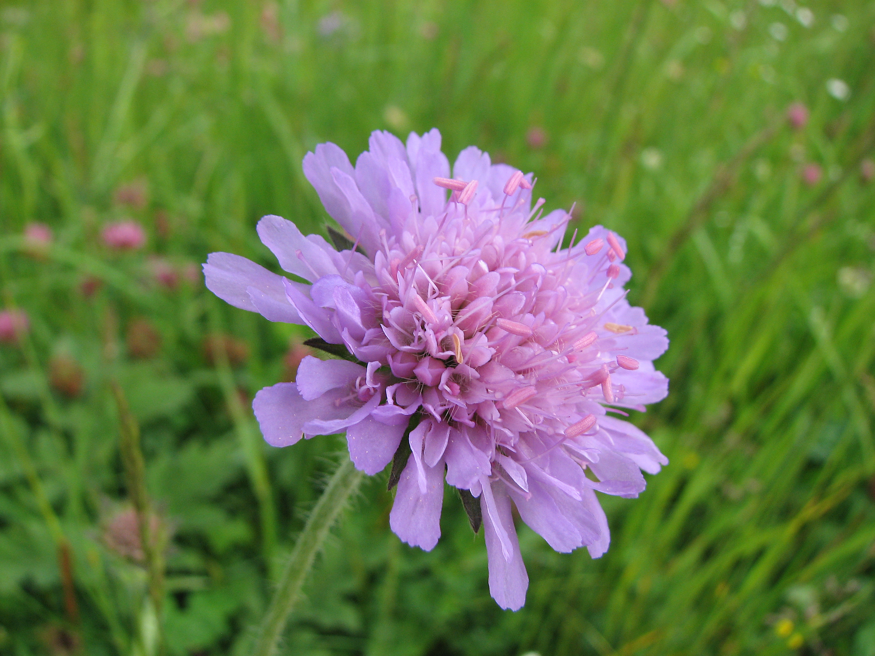 Wiesenwitwenblume