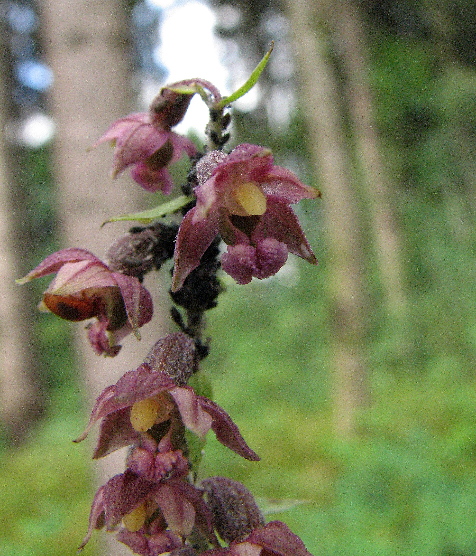 Braunrote Stendelwurz