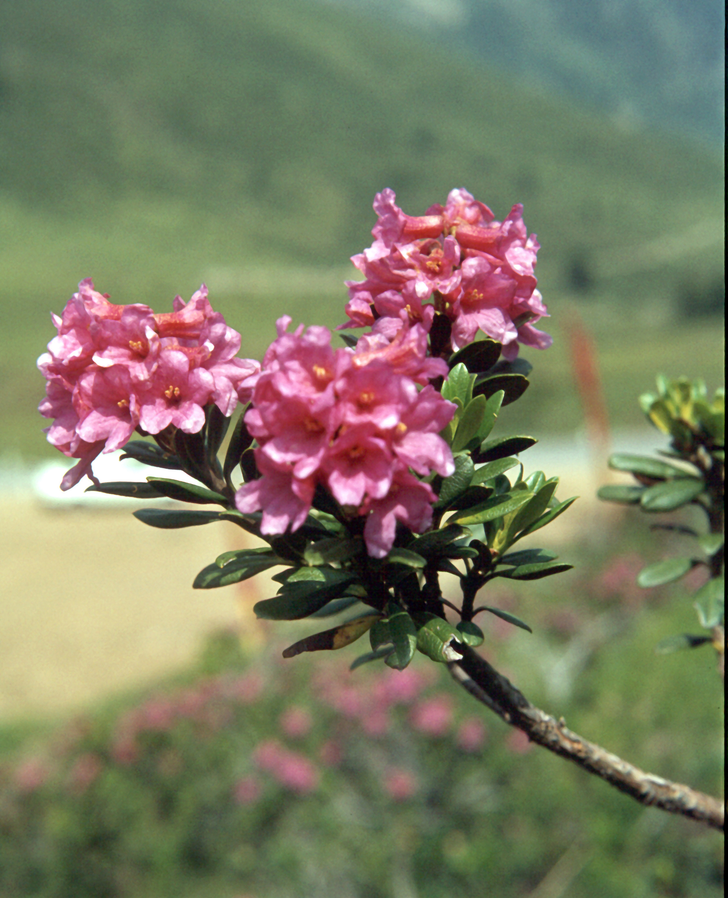 Rostblättrige Alpenrose