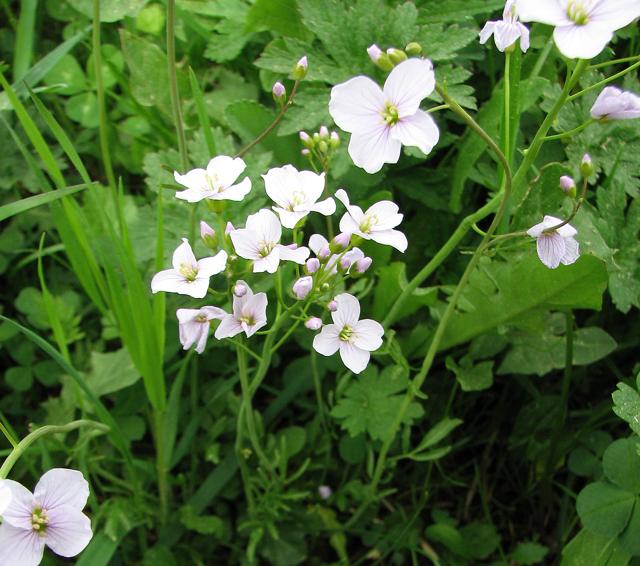 Wiesenschaumkraut