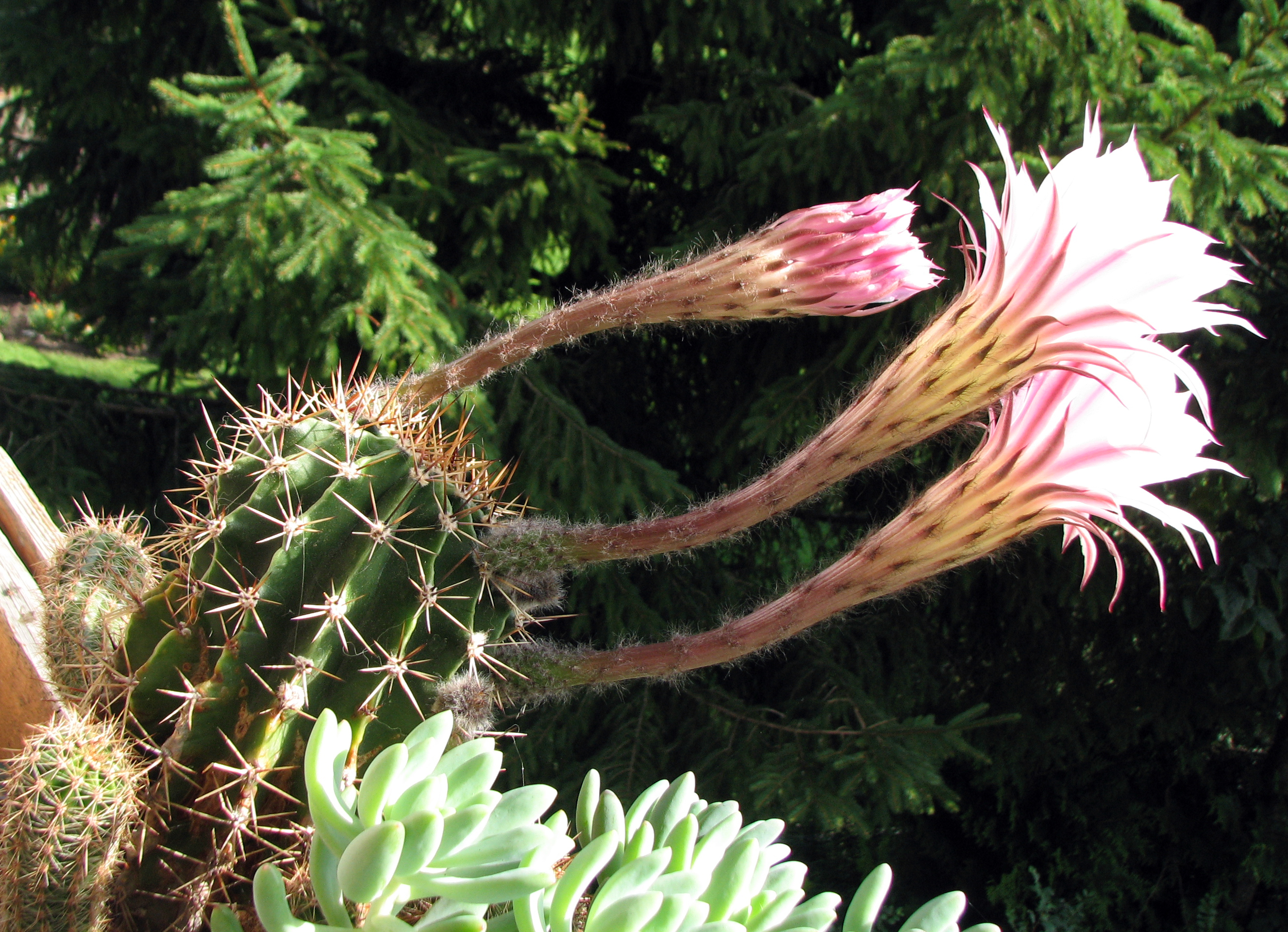 Falsche Königin der Nacht