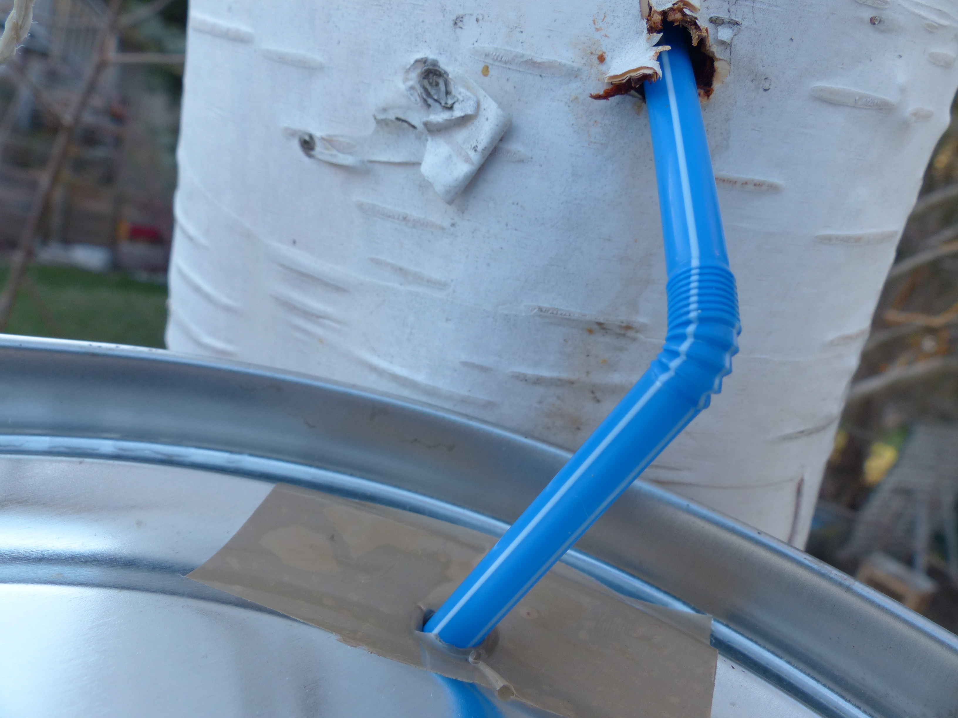 Birkensaft (Birkenwasser) zapfen