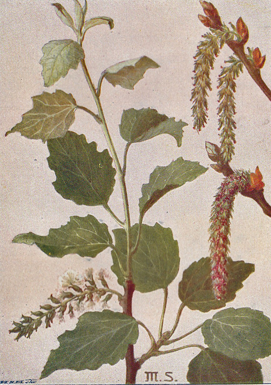 Graupappel