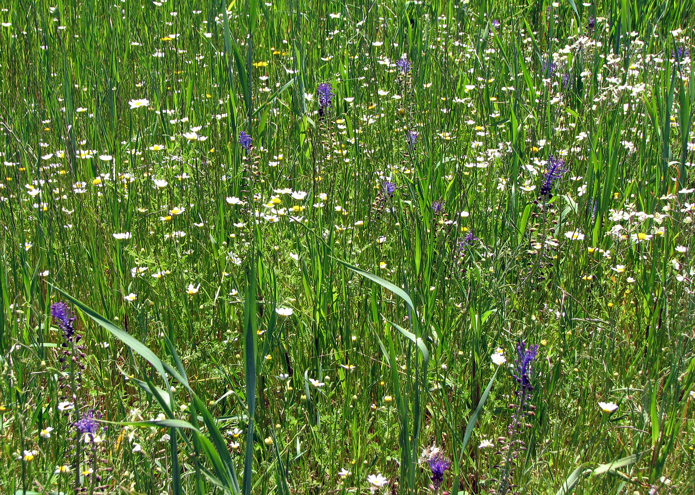 Schopfige Traubenhyazinthe