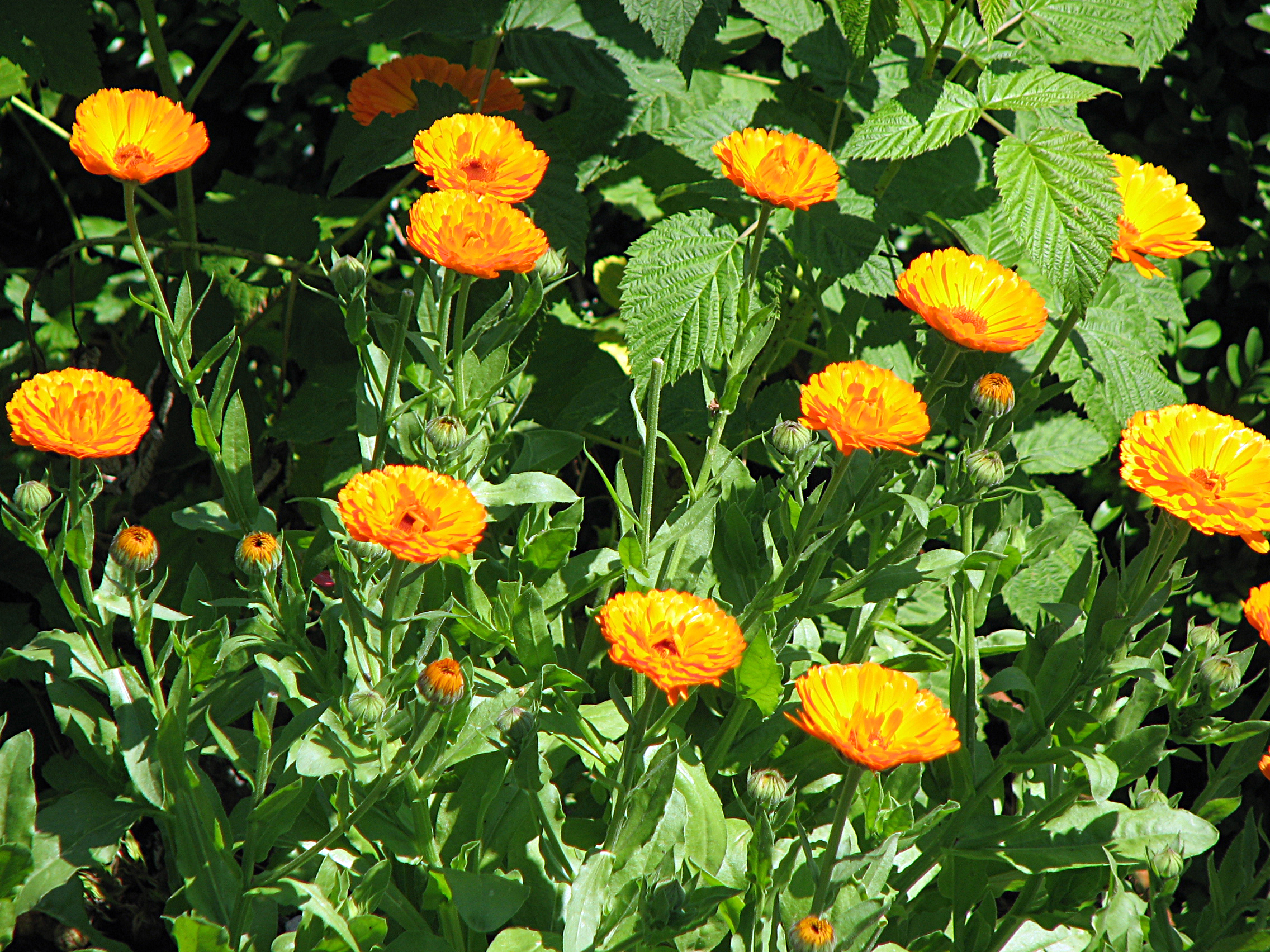 Ringelblume