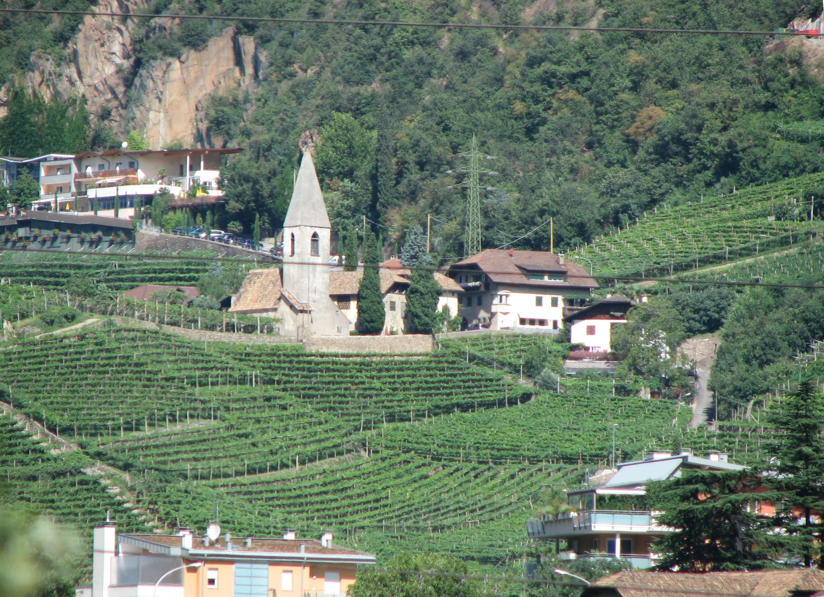 Weinrebe