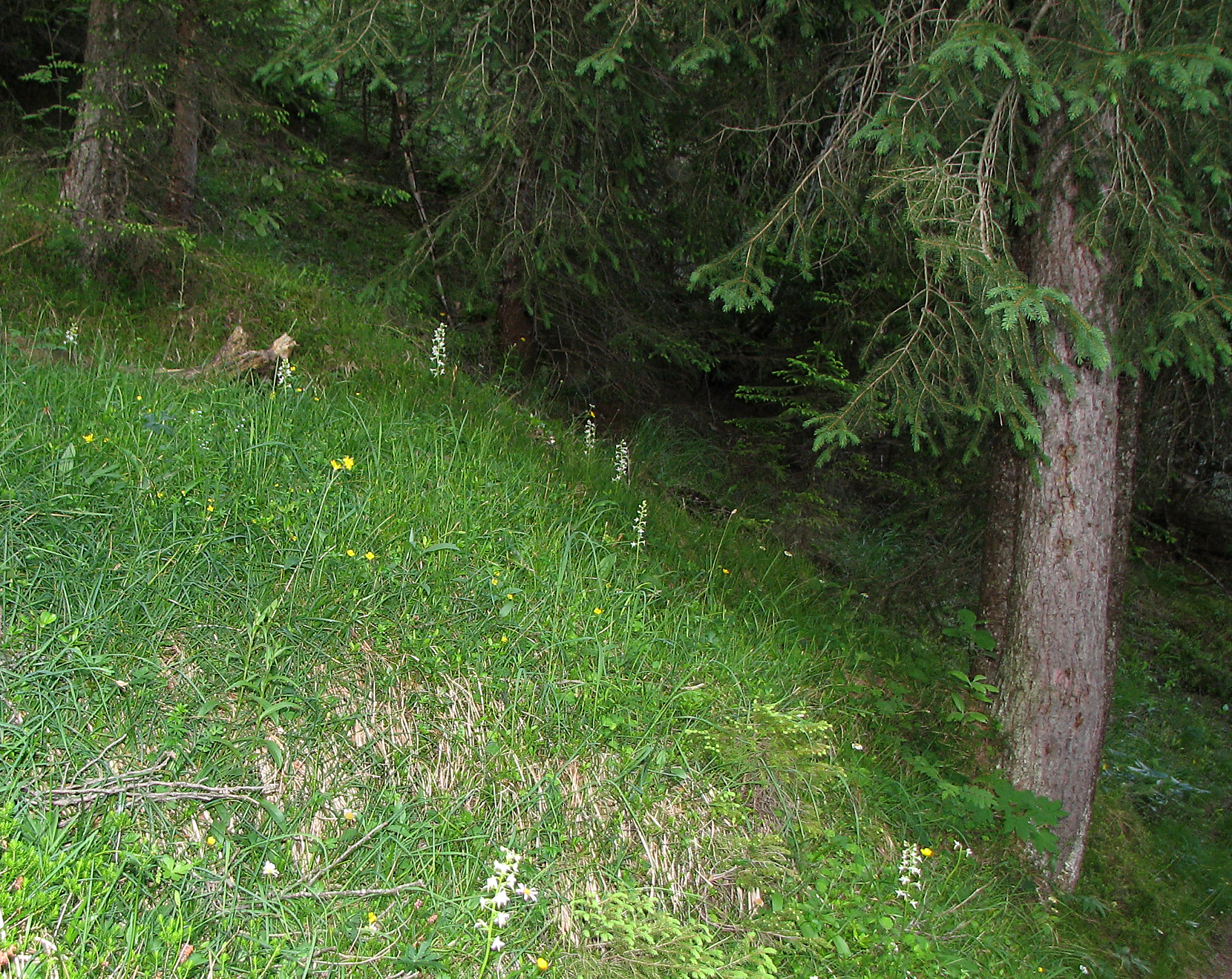 Weiße Waldhyazinthe