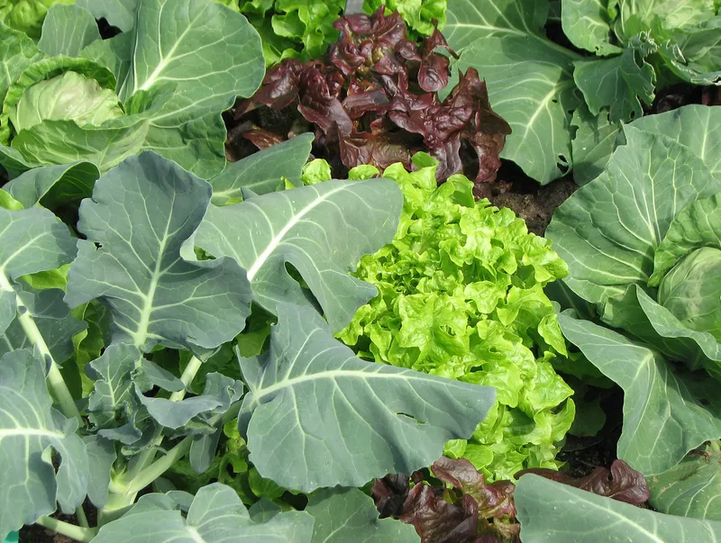 Starkzehrer – Mittelzehrer - Schwachzehrer 