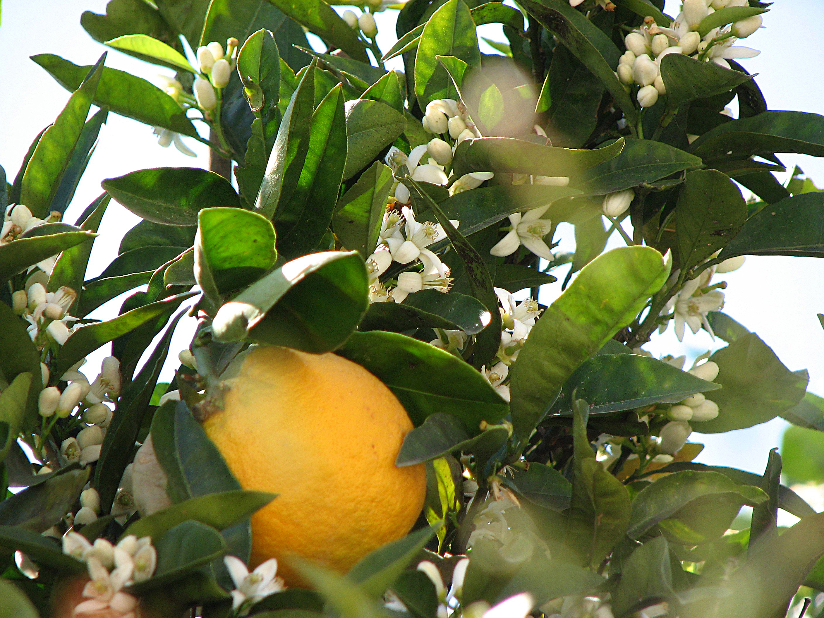 Orangenbaum