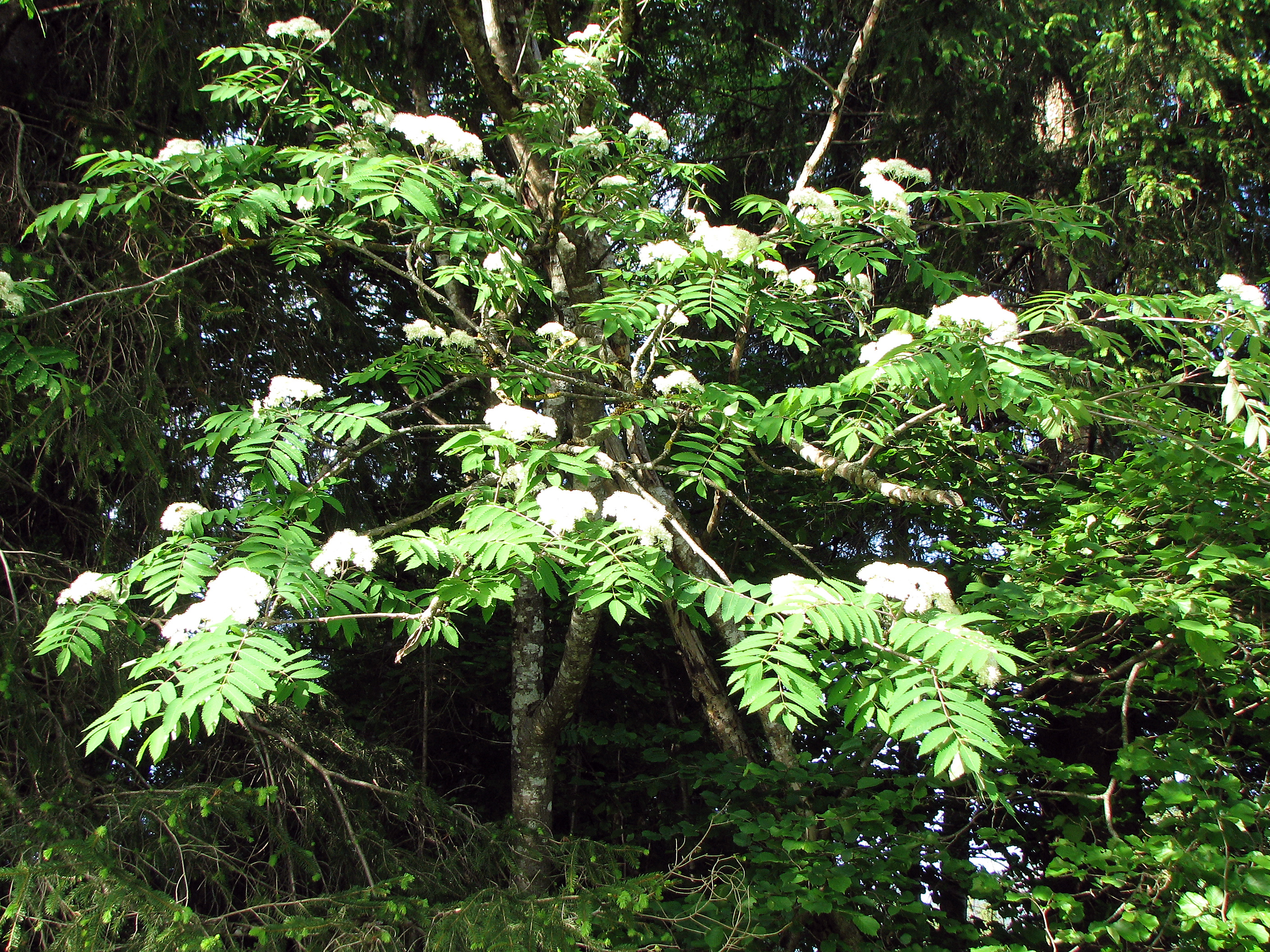 Vogelbeere