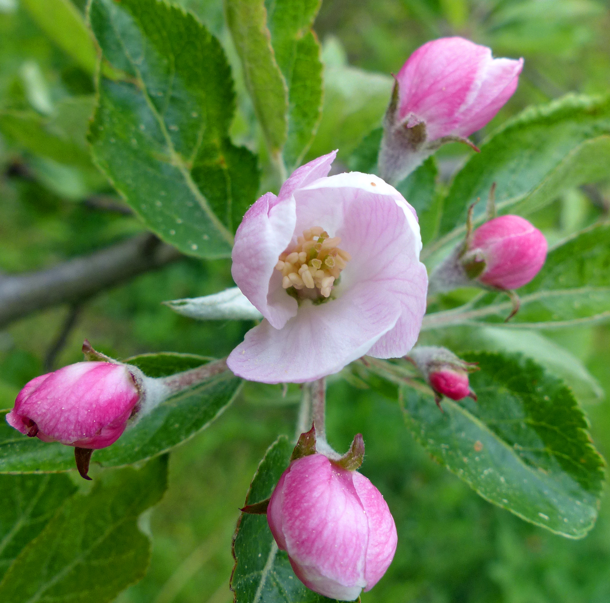 Apfel