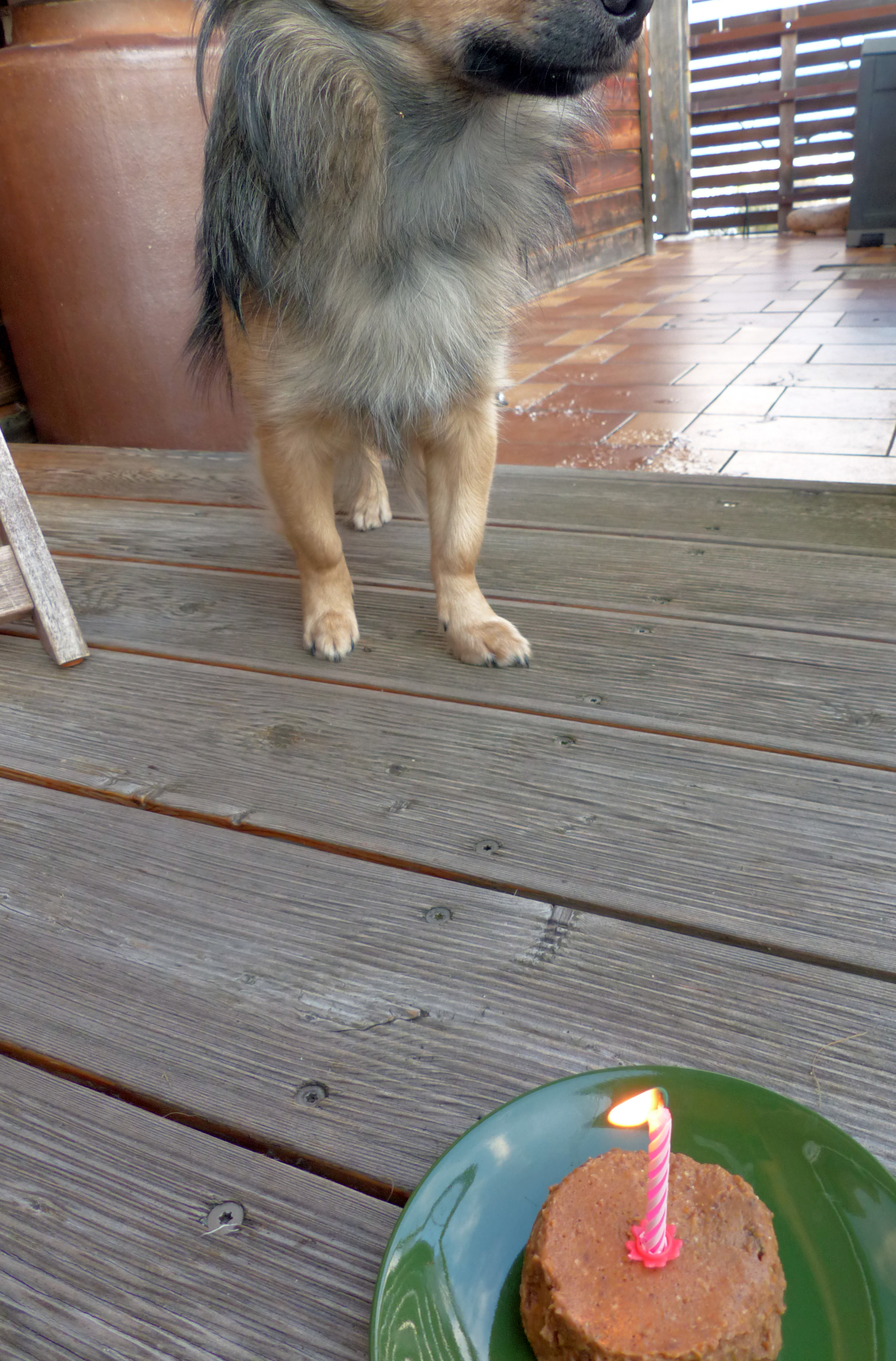 Hundekuchen