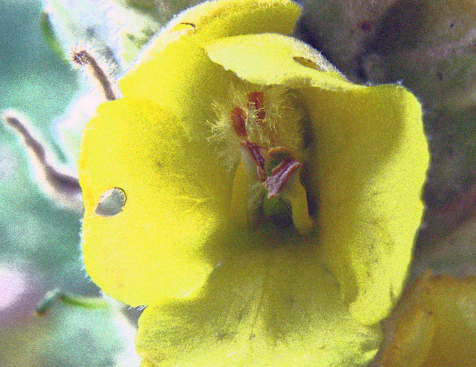 Hustentee bei Reizhusten