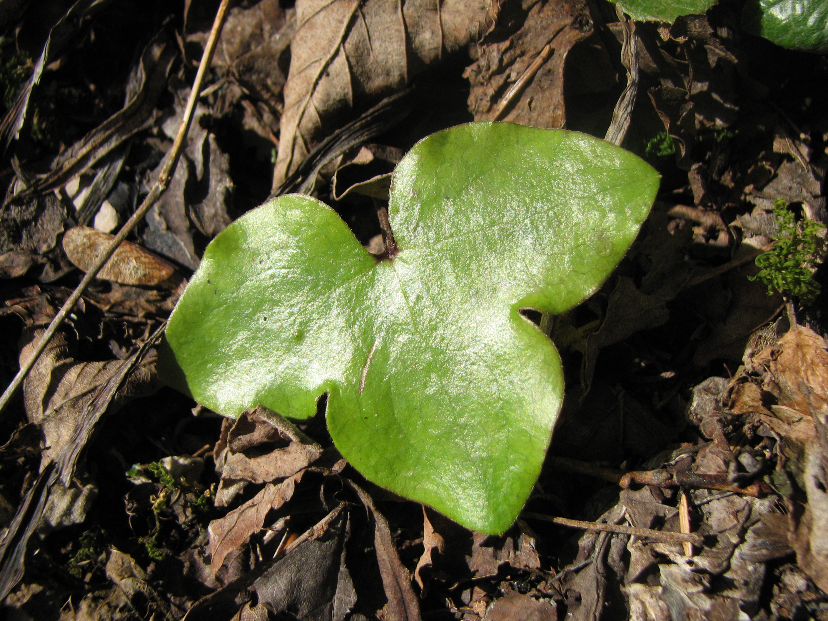 Leberblümchen