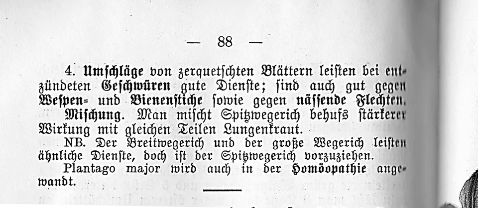 Spitzwegerich