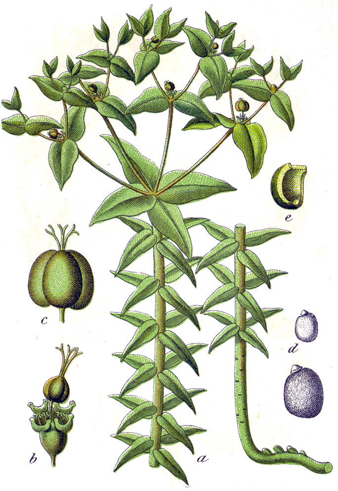 Kreuzblättrige Wolfsmilch