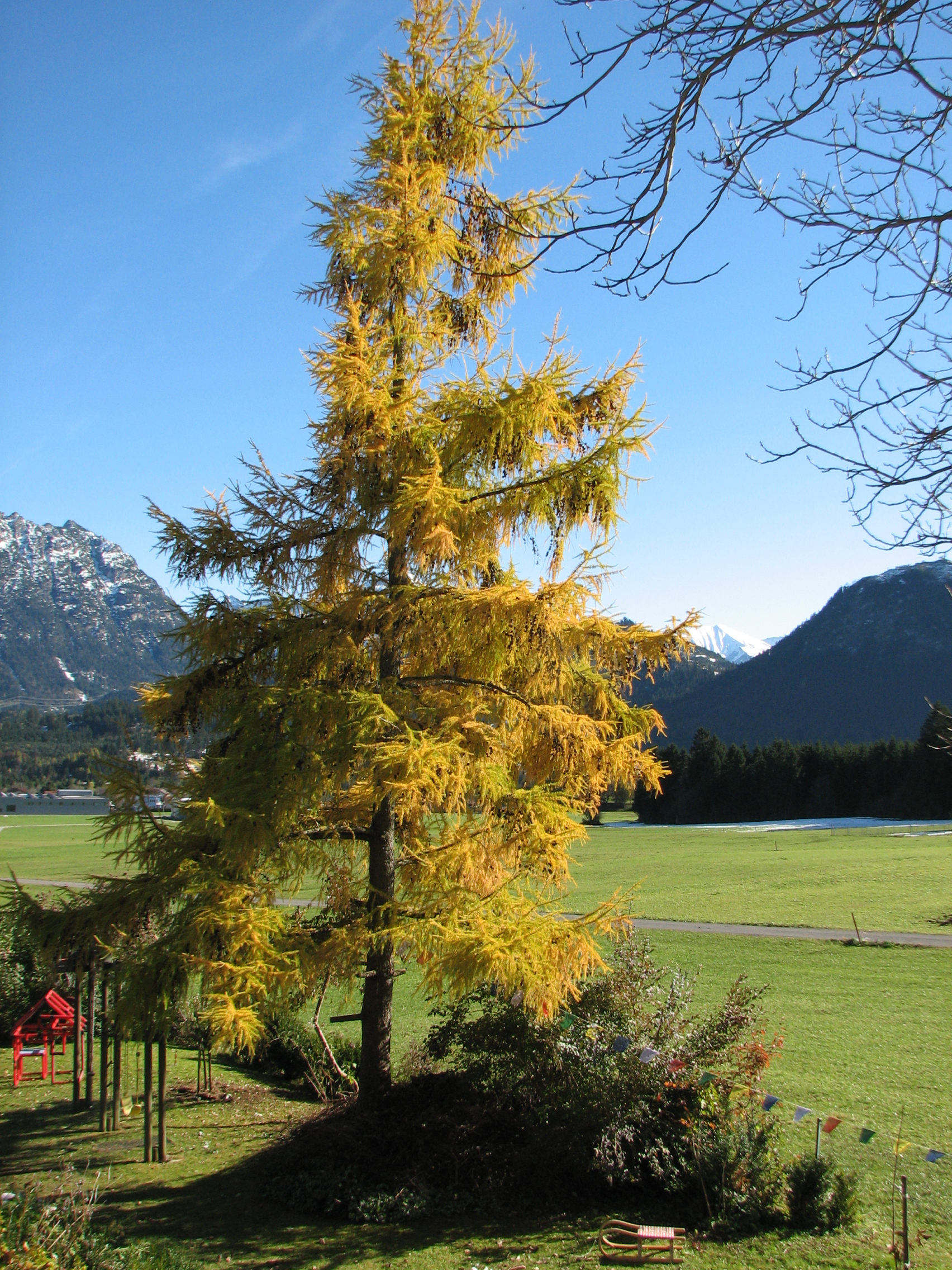 Europäische Lärche