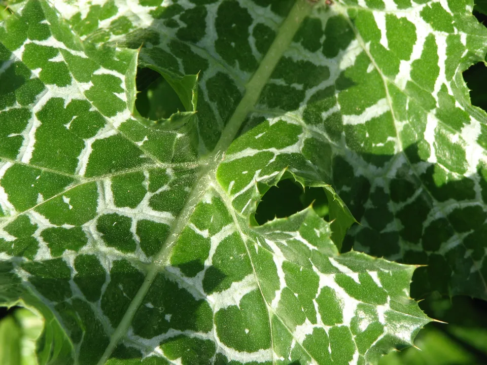 Mariendistel