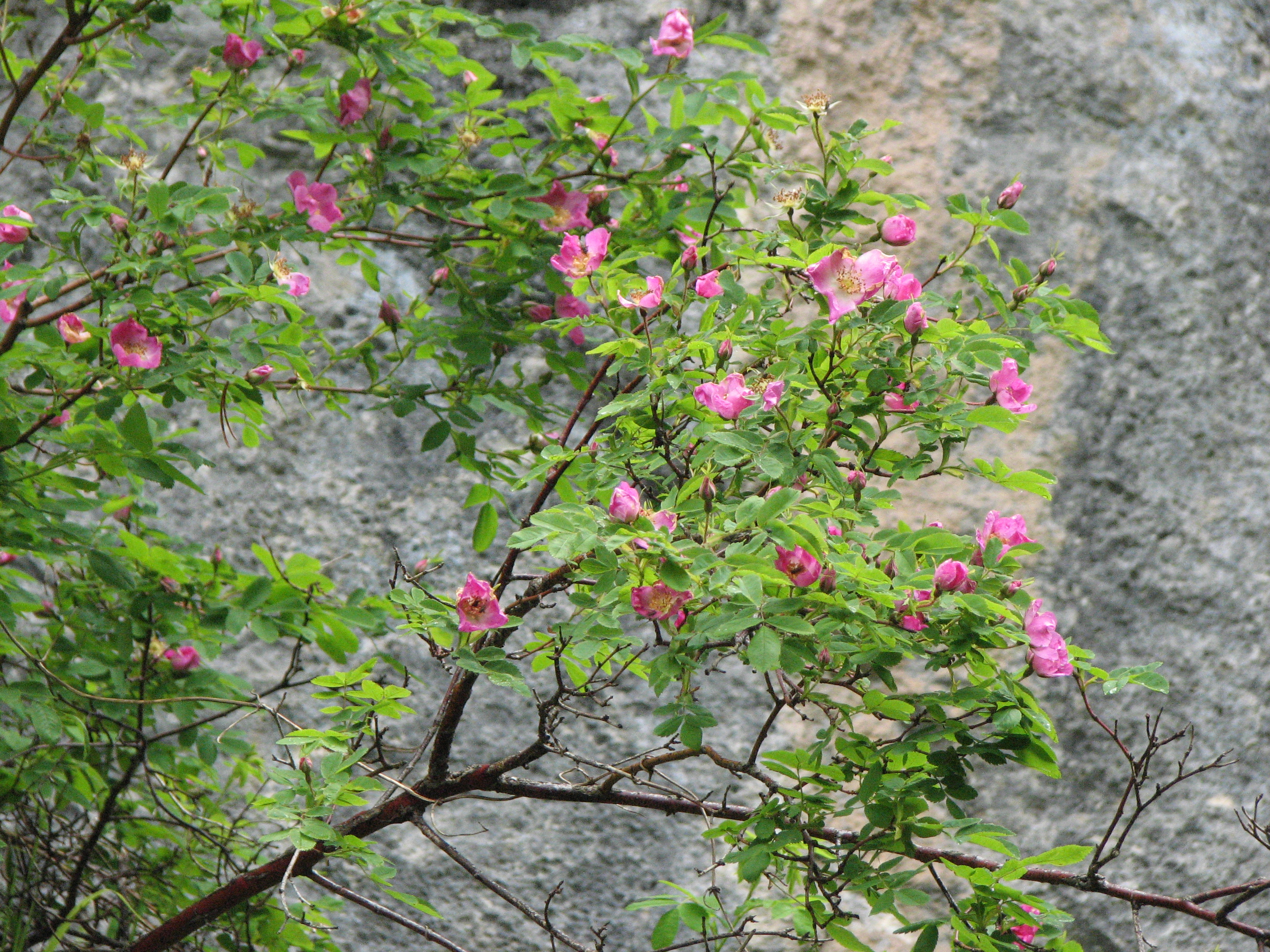 Alpenheckenrose-Wildrose