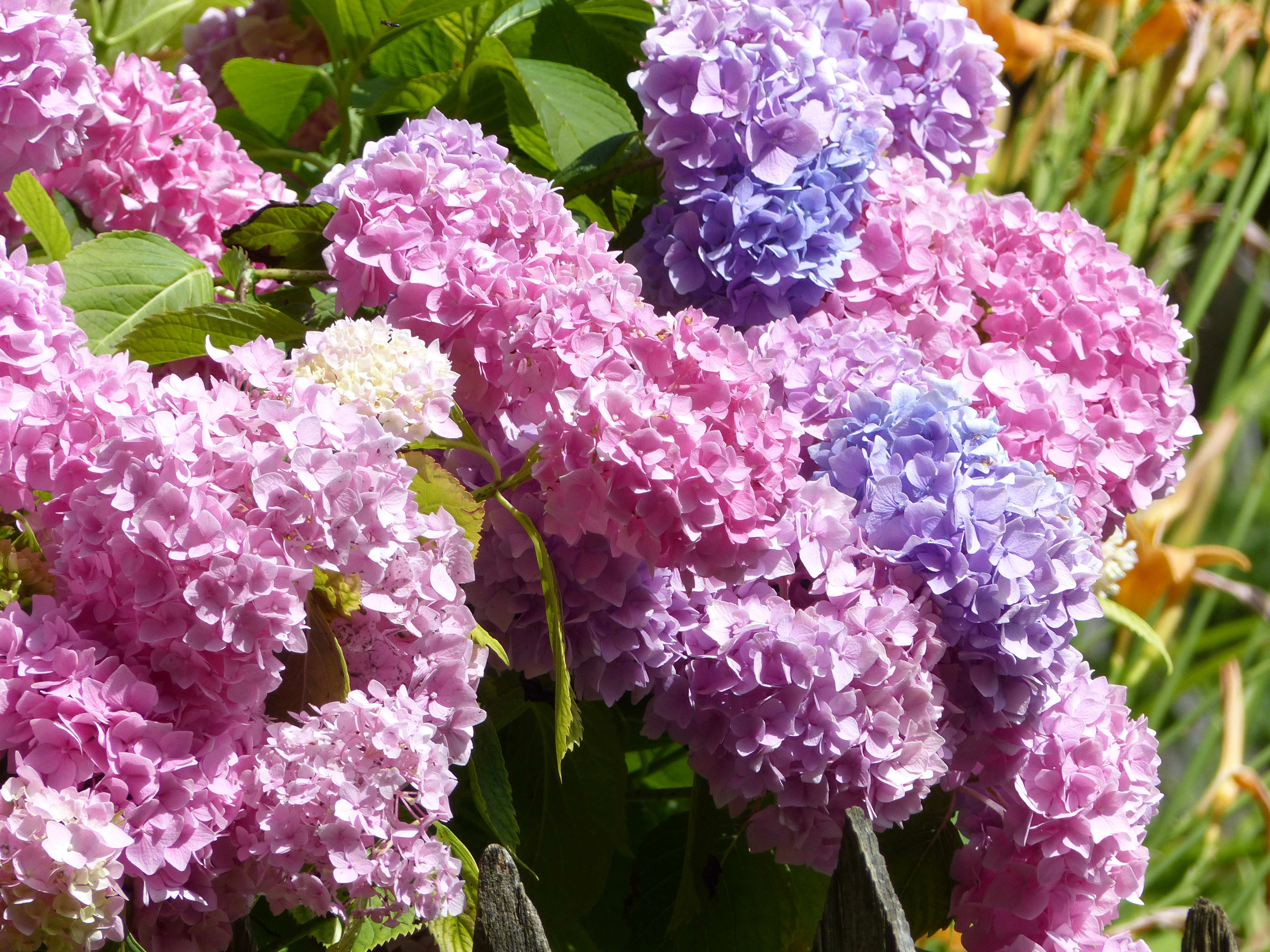 Bauernhortensie