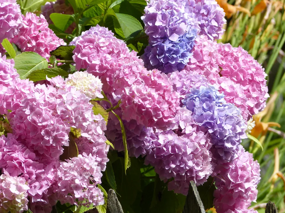 Bauernhortensie