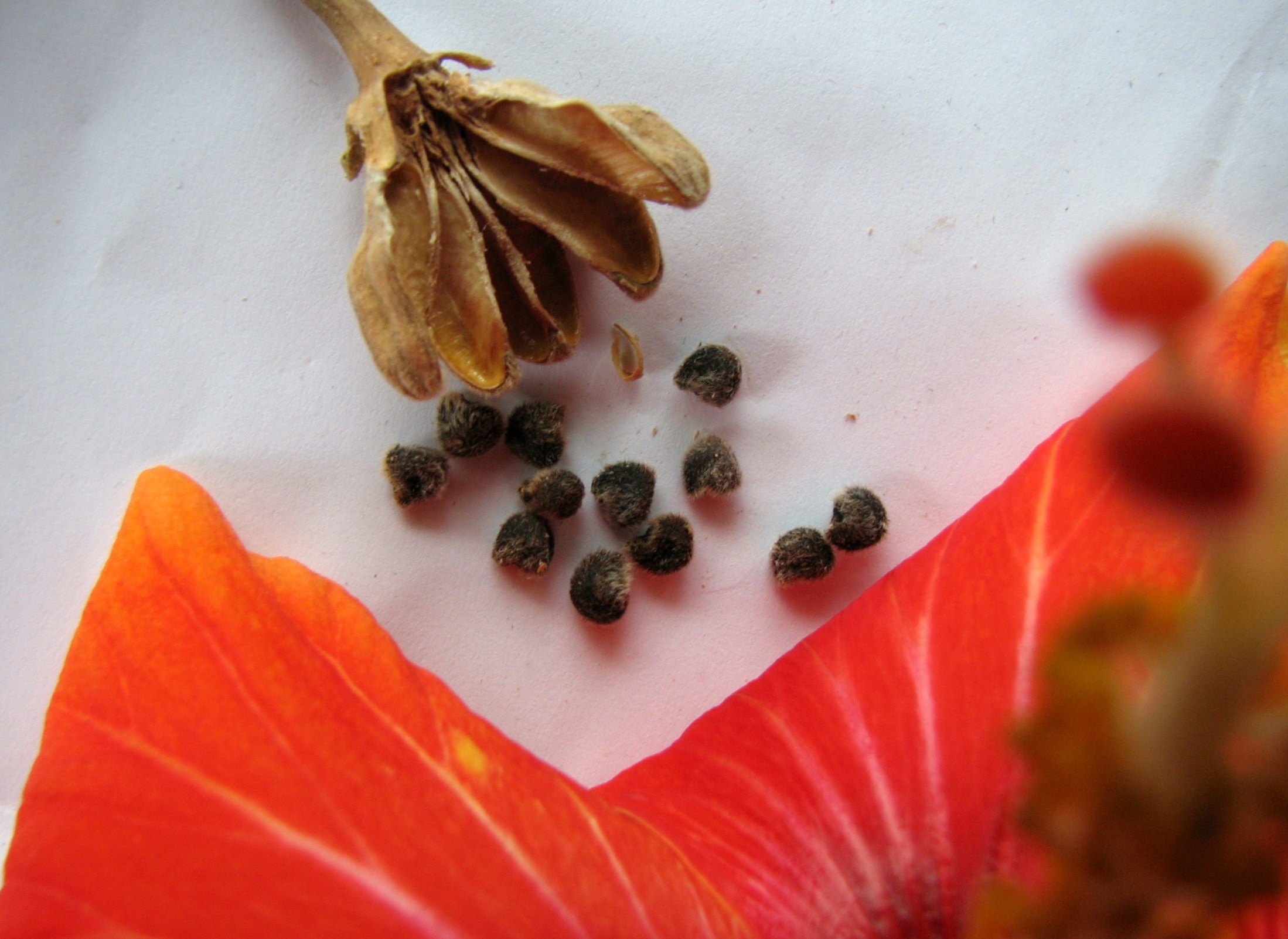 Hibiskus