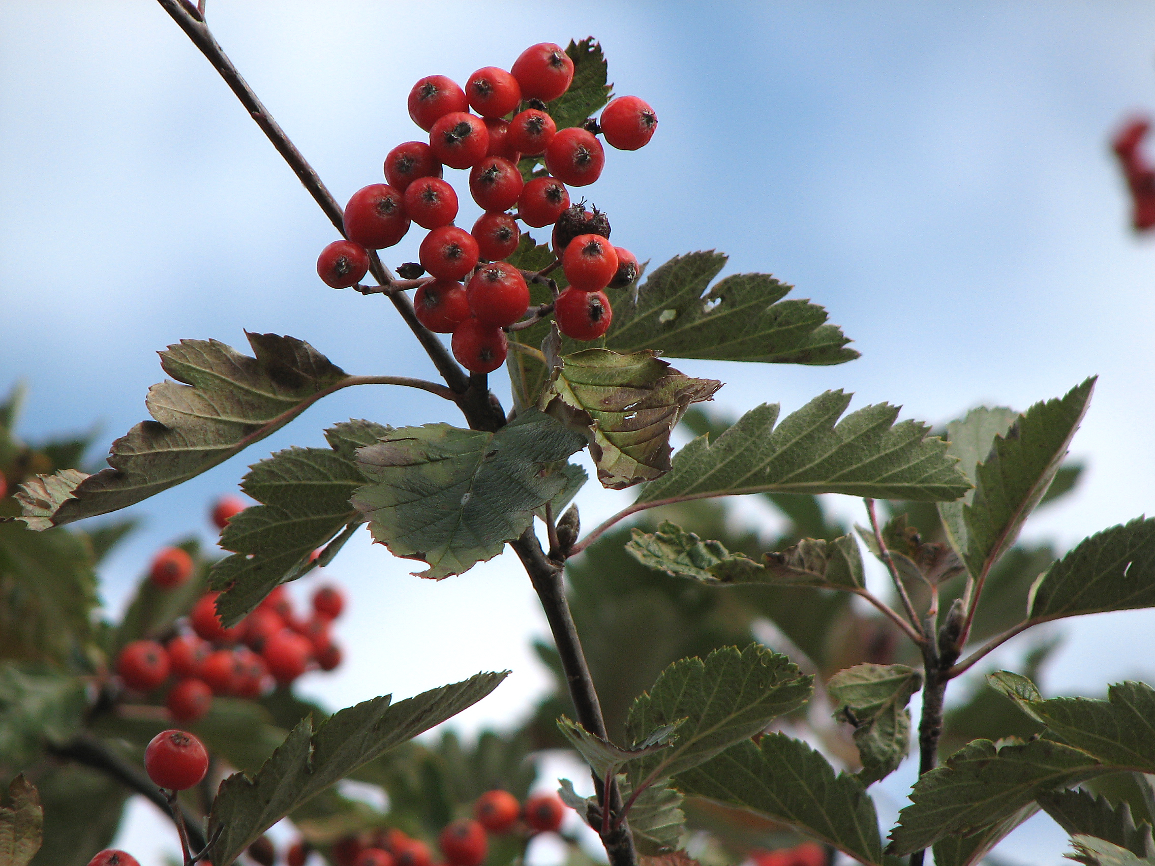Schwedische Mehlbeere