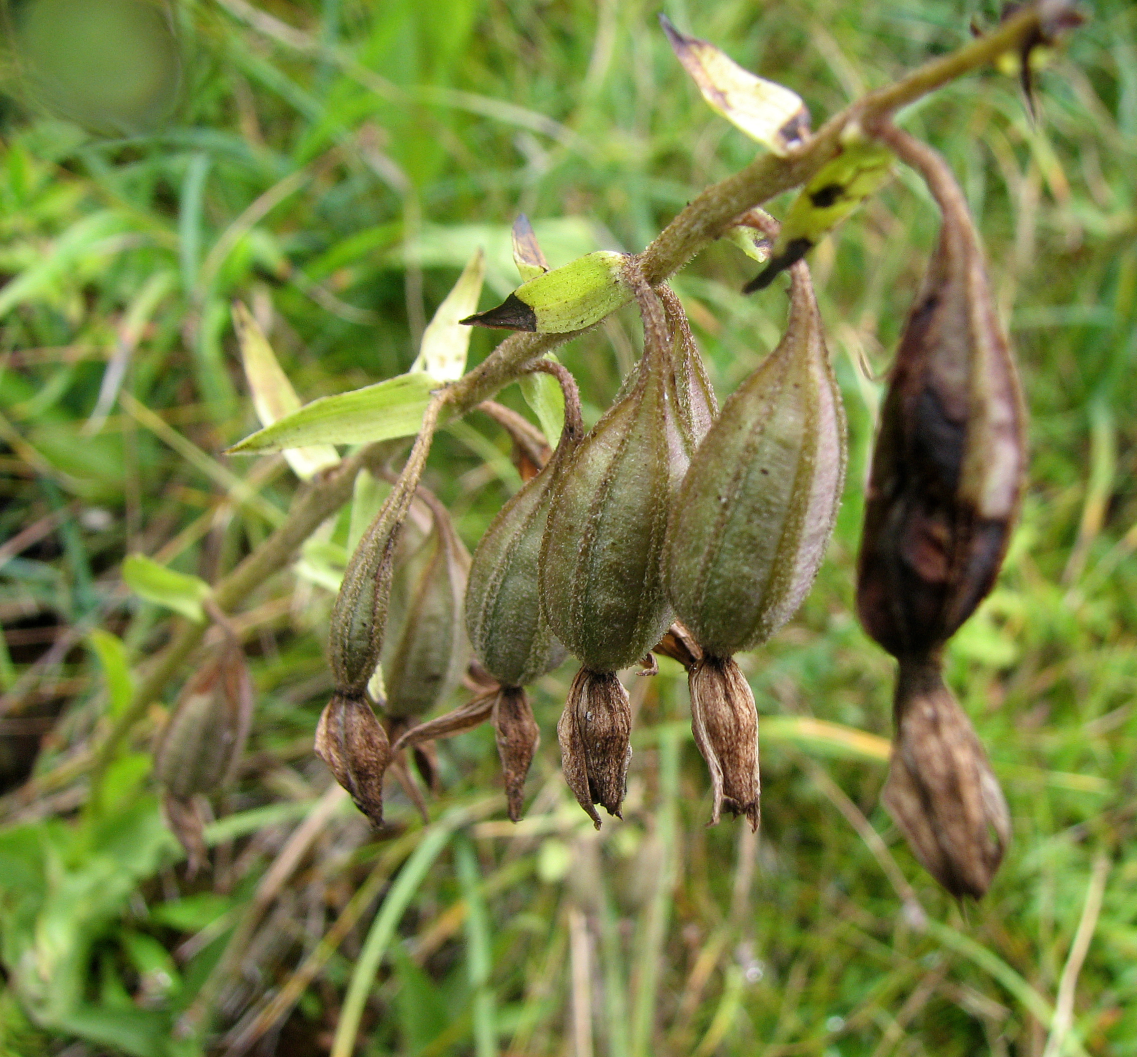 Breitblättrige Stendelwurz