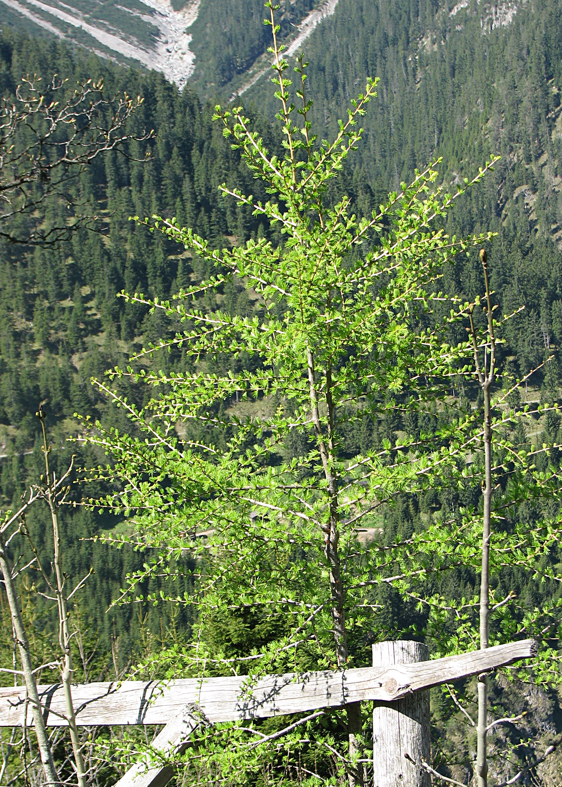 Europäische Lärche