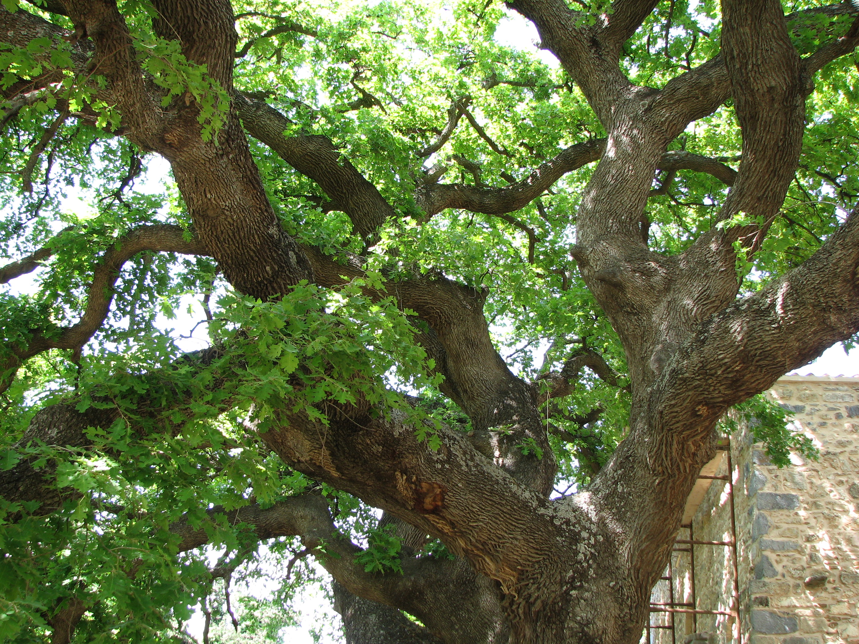 Morgenländische Platane