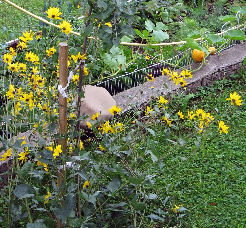 Armblütige Sonnenblume