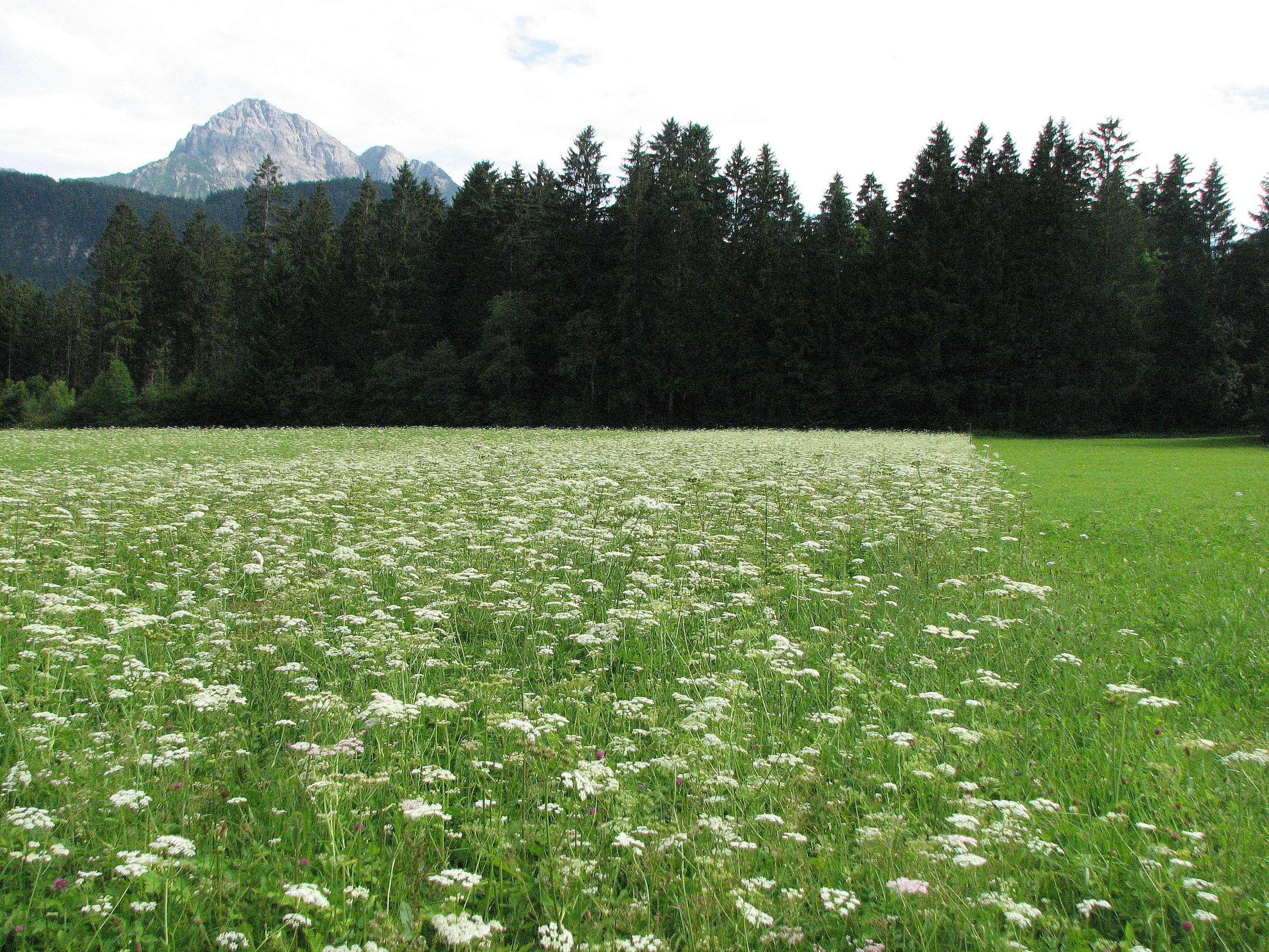 Wiesenbärenklau